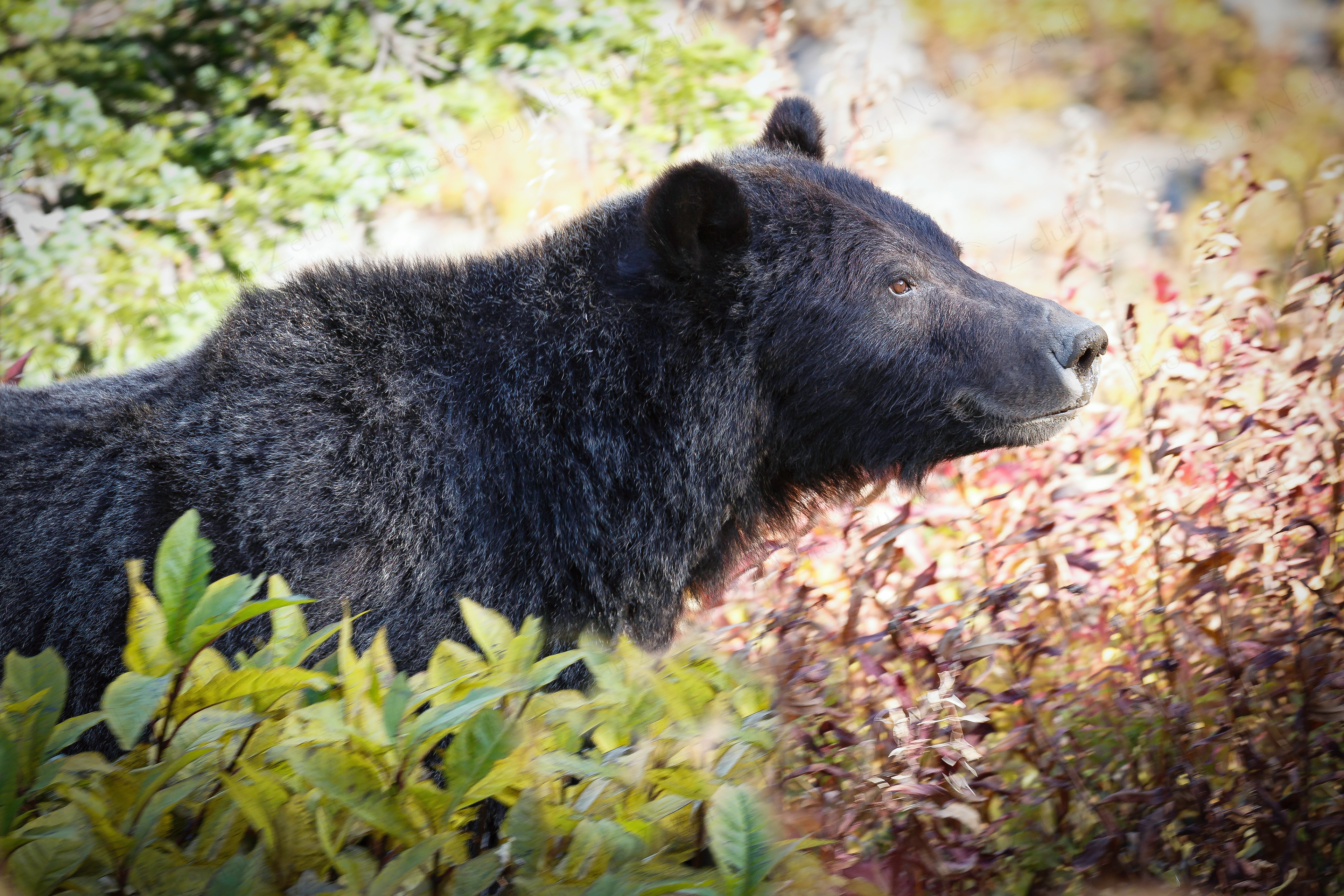 Grizzly (Glacier NP, Montana)