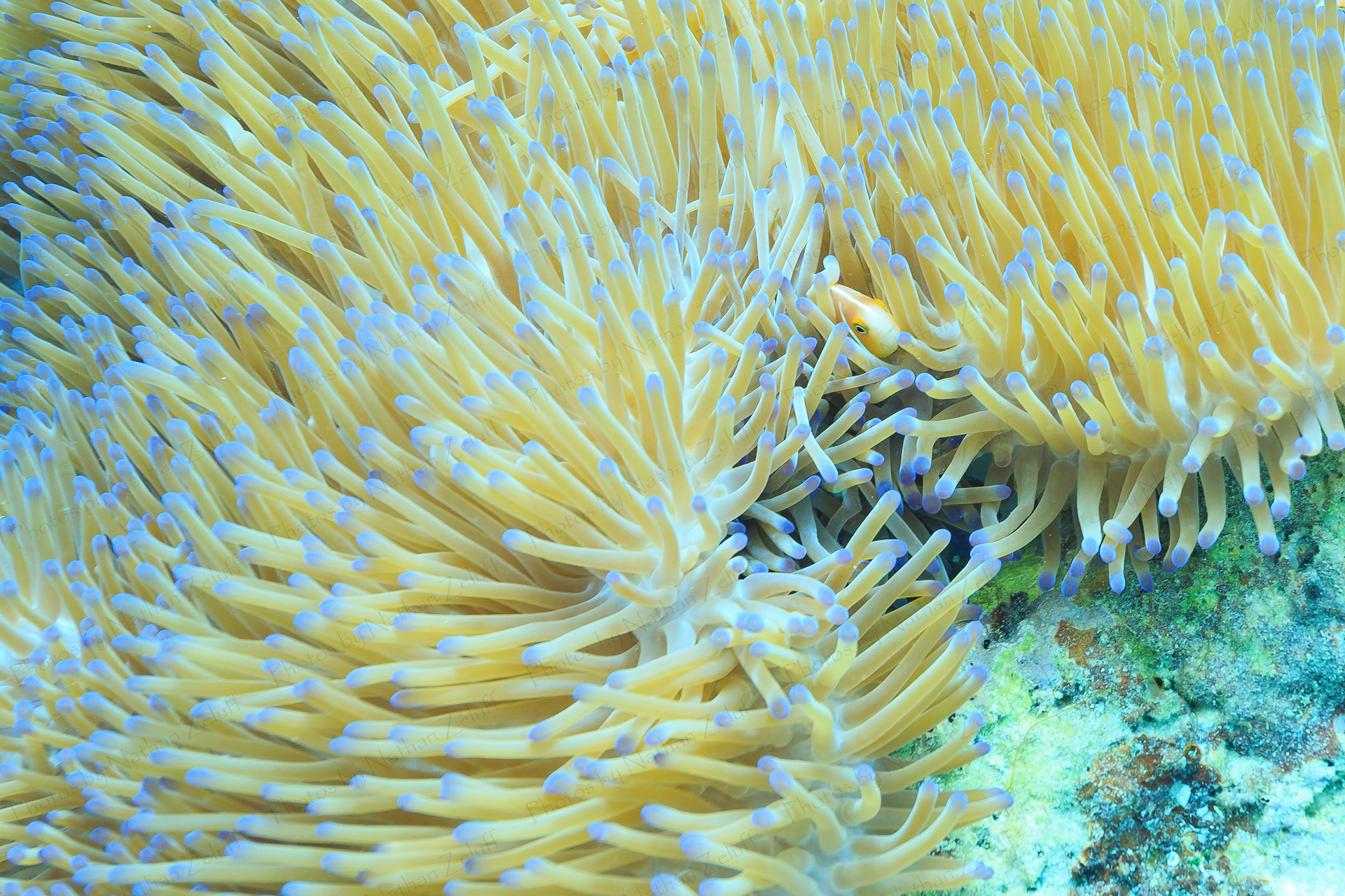 Defensive Position (Great Barrier Reef, Australia)