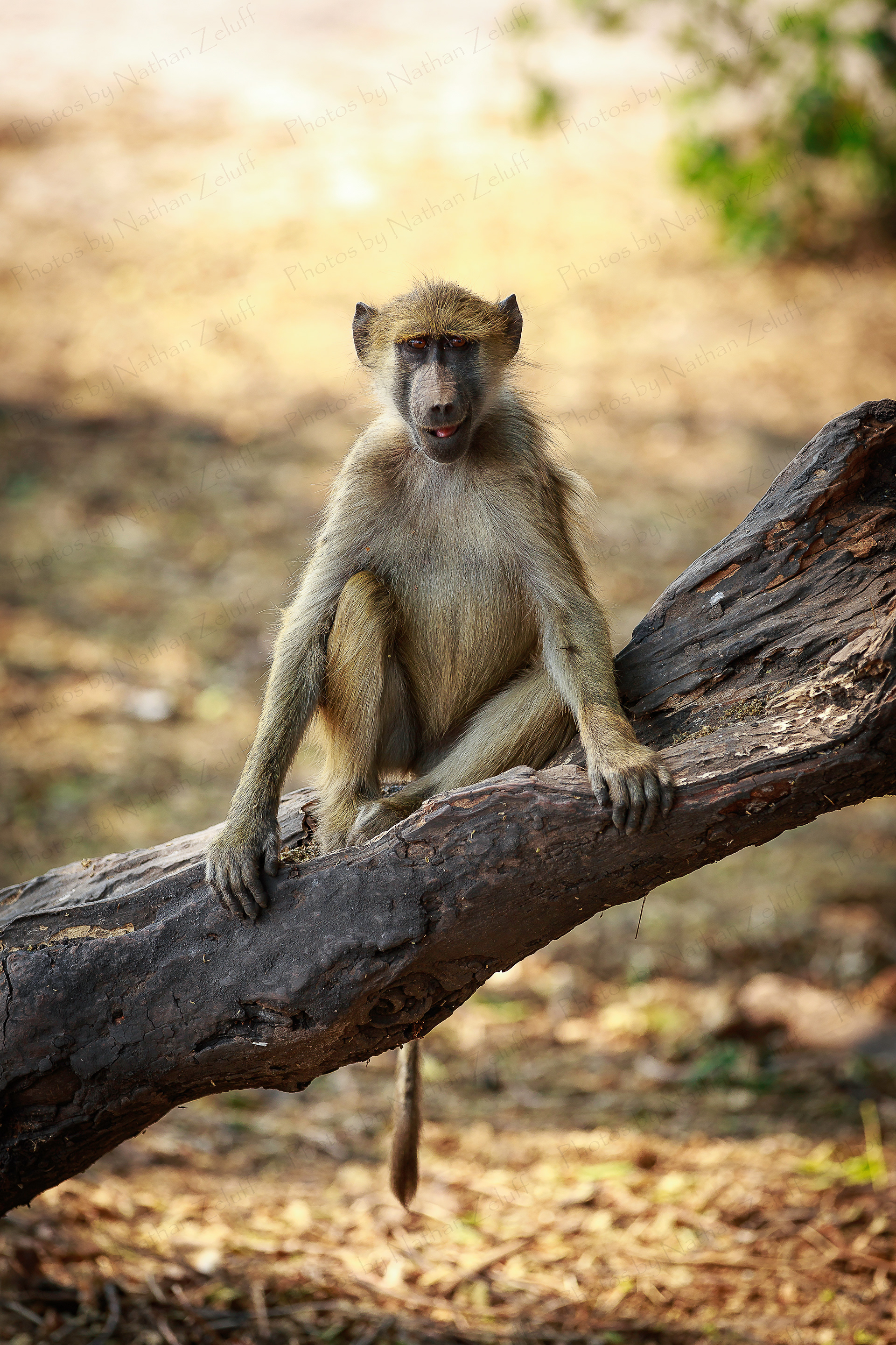 Posing (Chobe NP, Botswana)