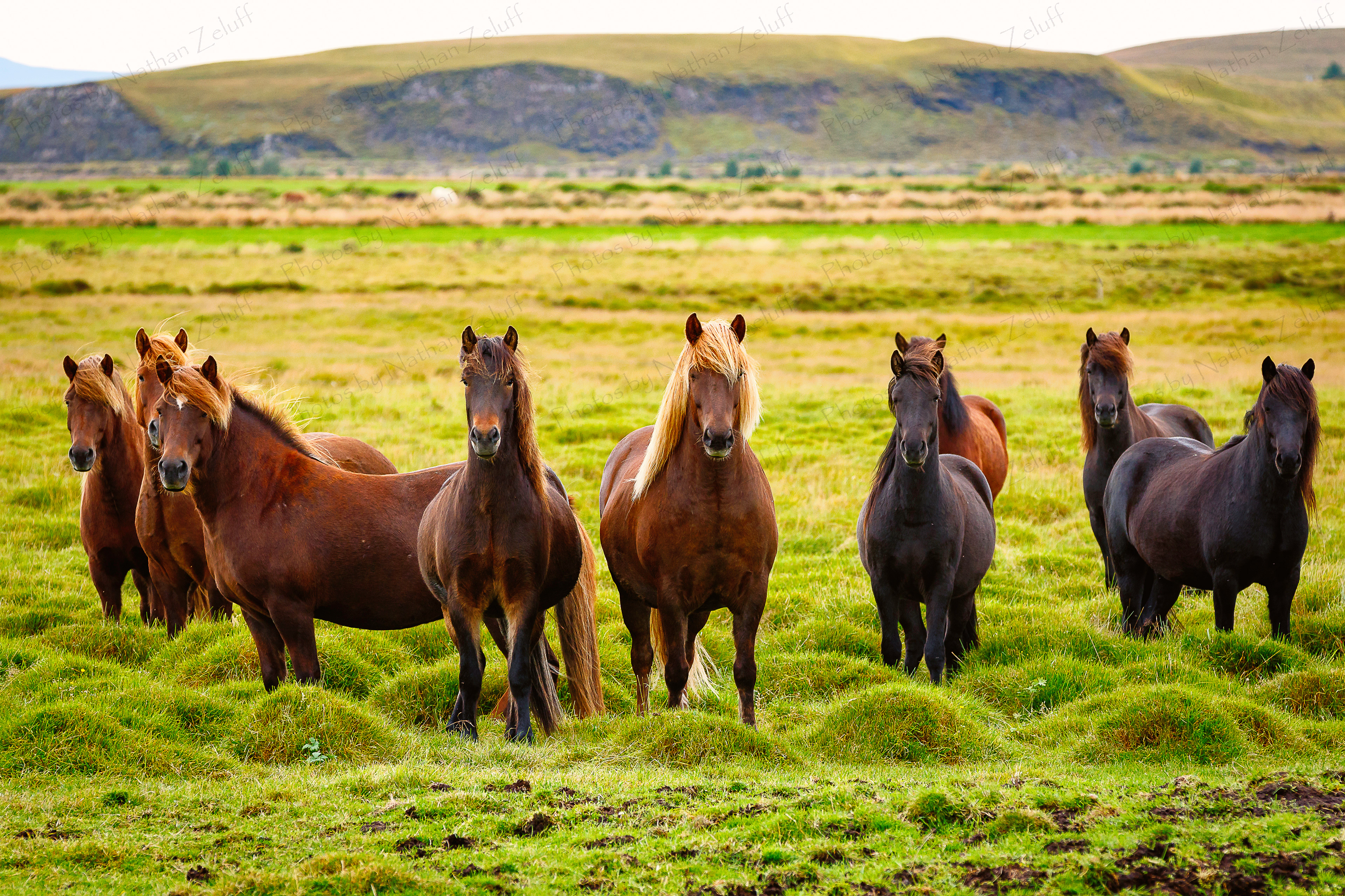 Icelandic Horses (Iceland)