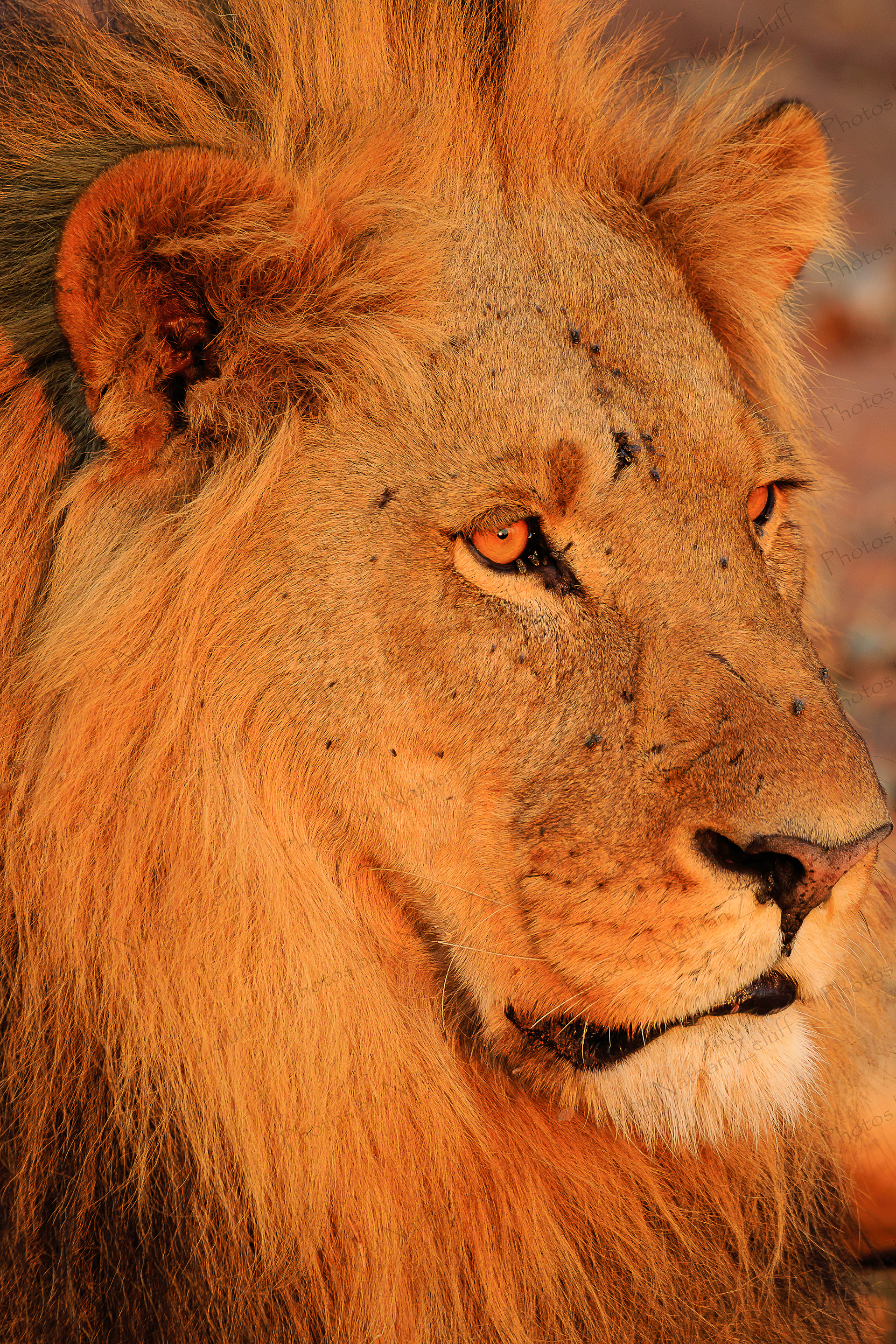Golden Mane (Chobe NP, Botswana)