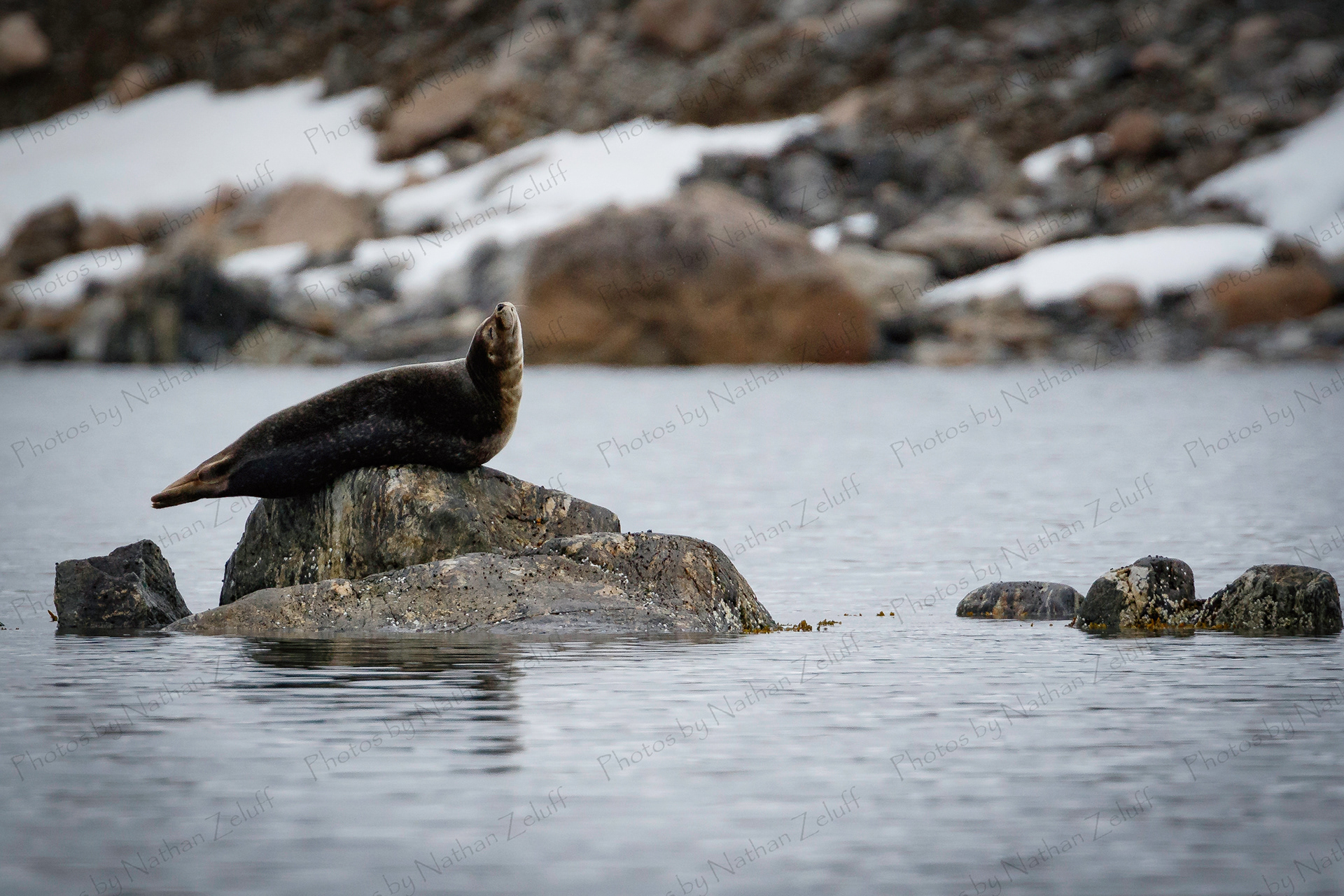 Planking Seal (High Arctic)