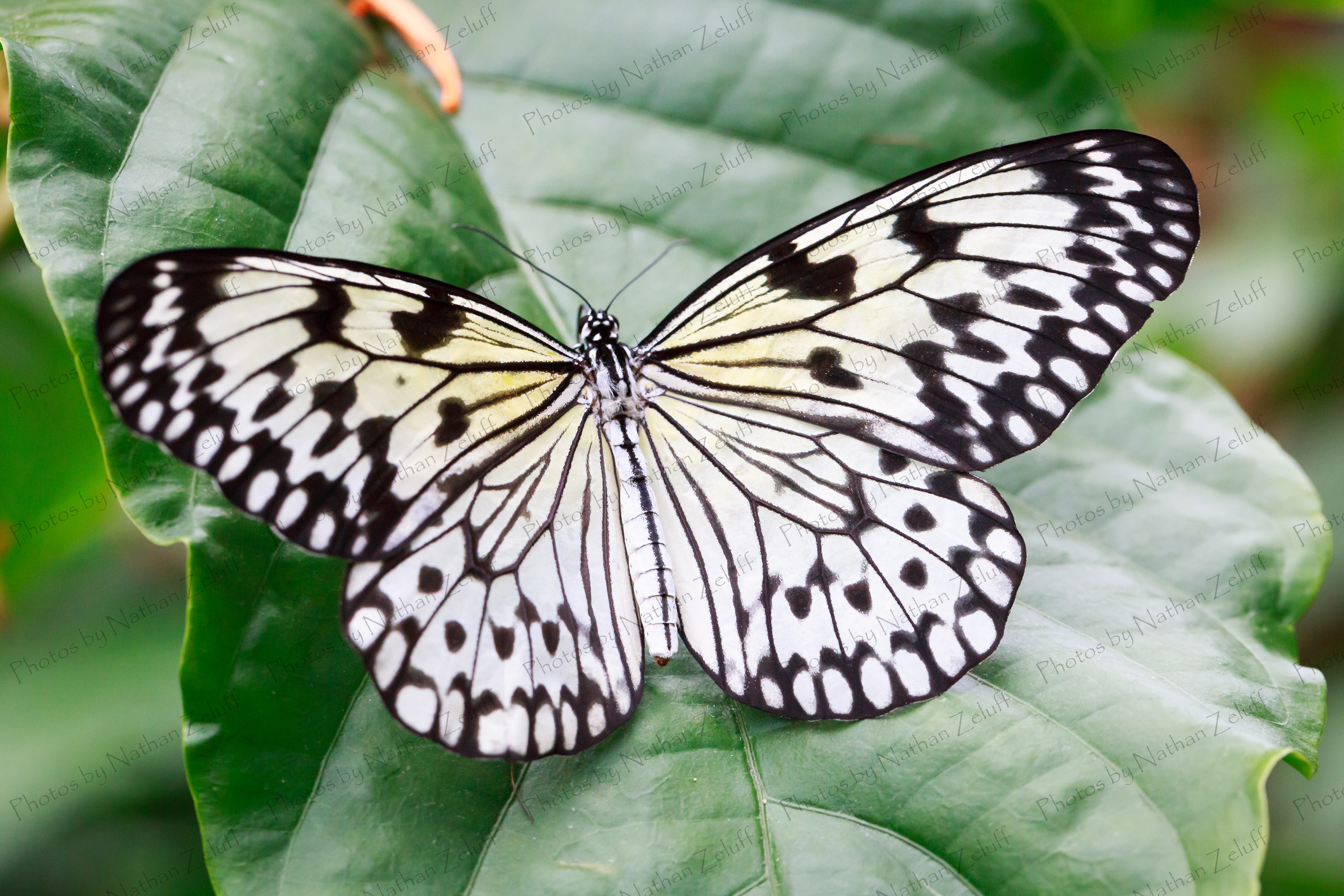 Tree Nymph (FMG, Michigan)