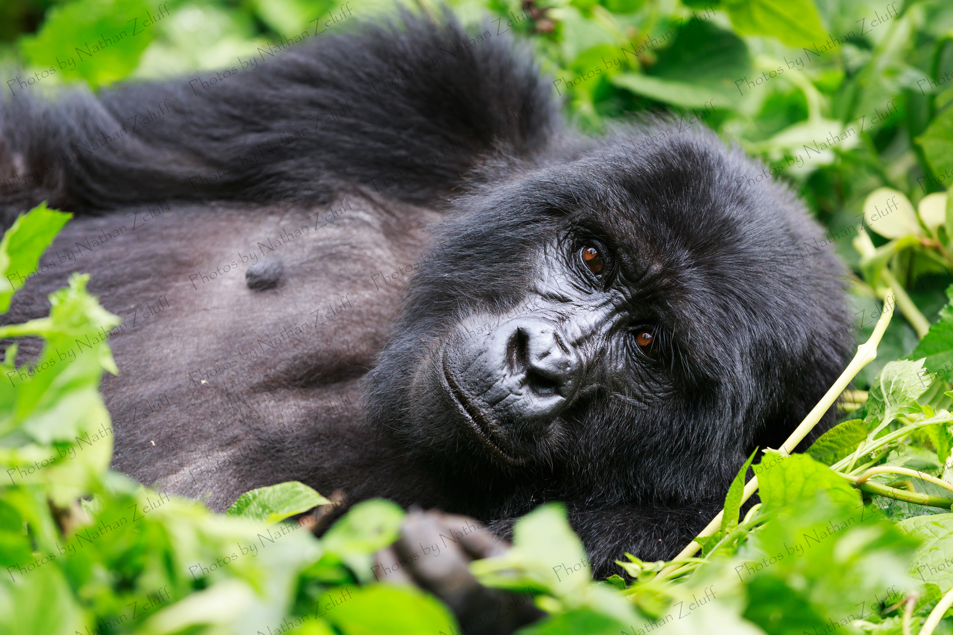 Daydreaming (Bwindi Impenetrable Park, Uganda)