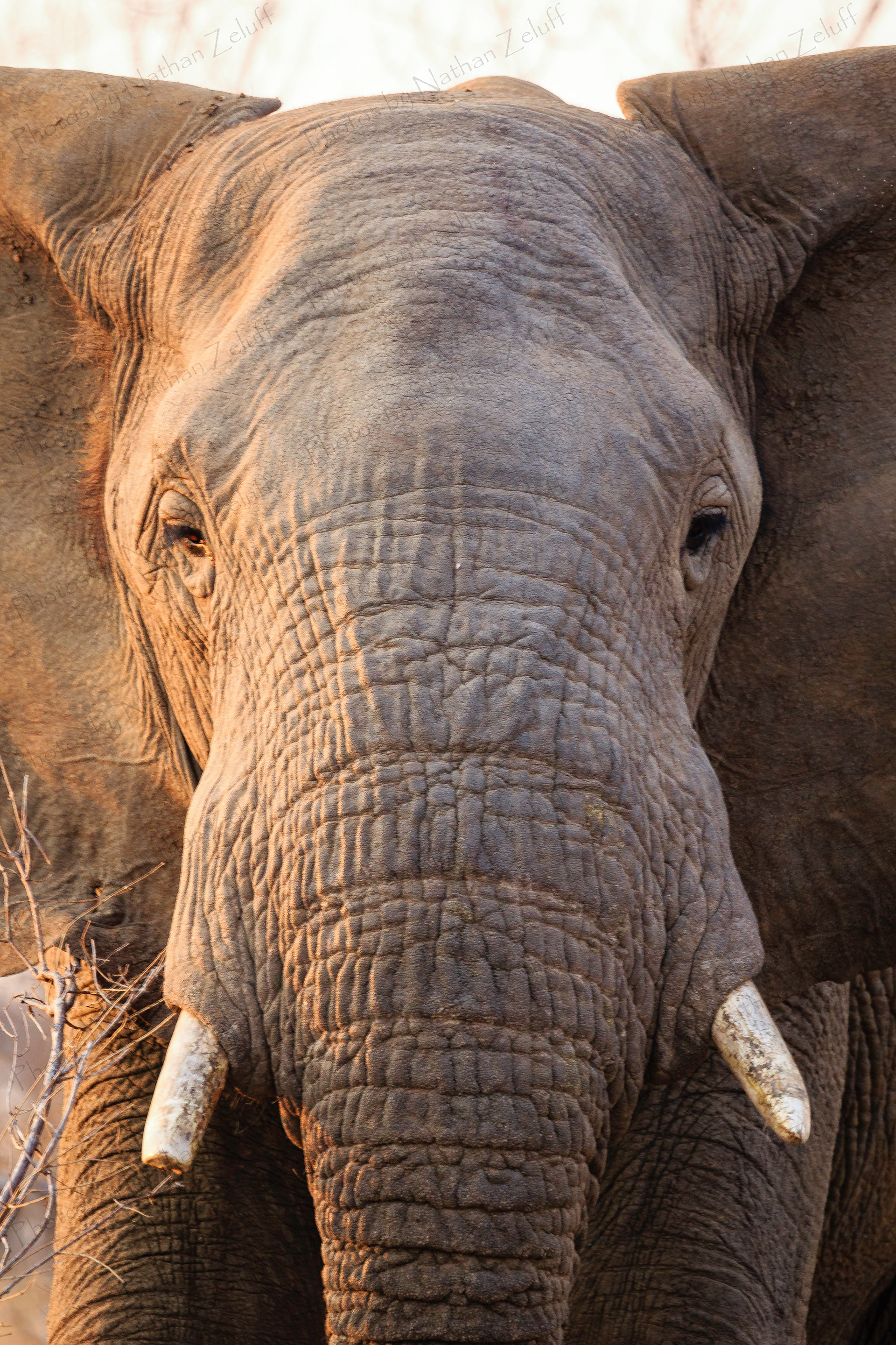 Taking a Break (Balule NR, South Africa)
