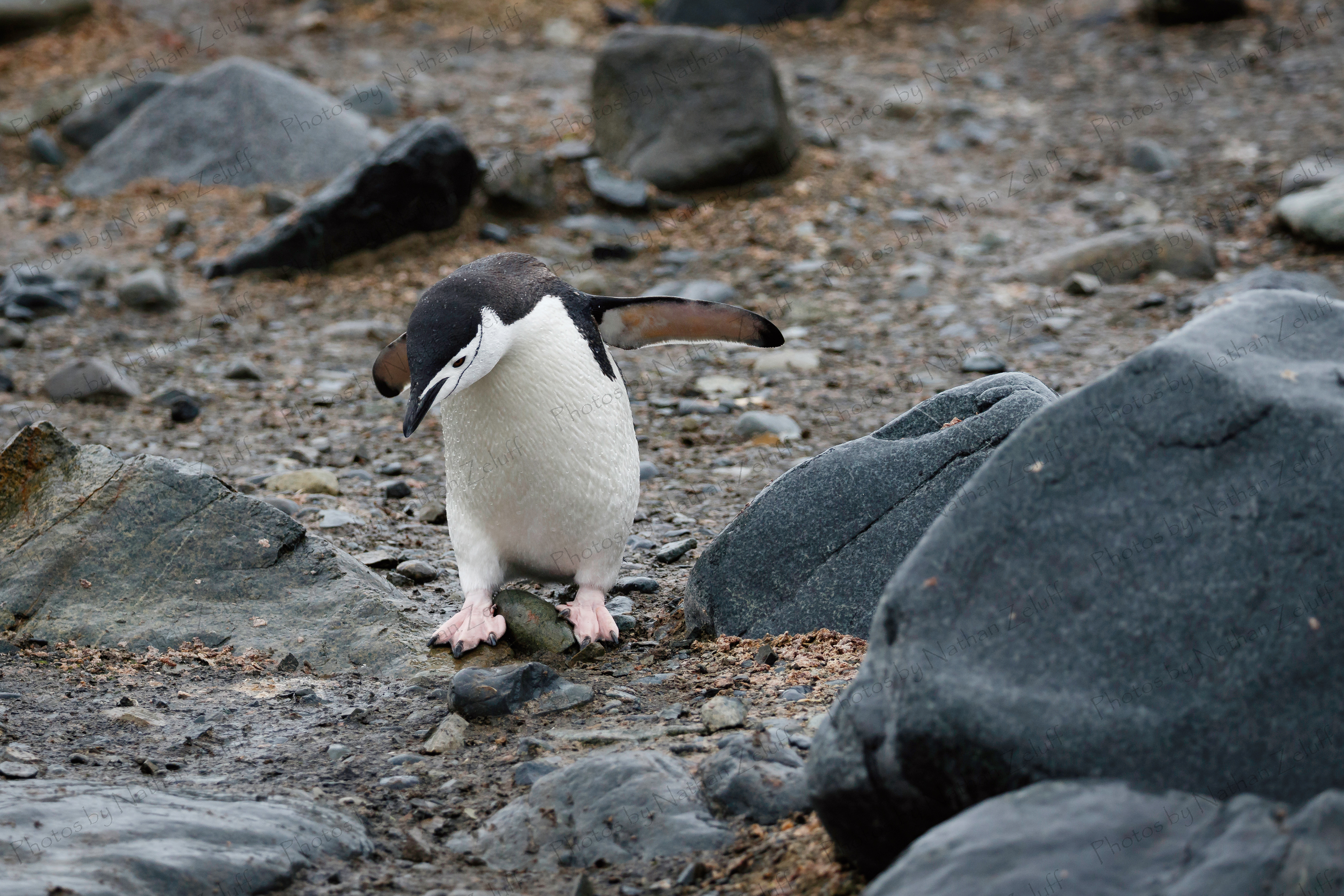 Wandering Chinstrap (Antarctica)