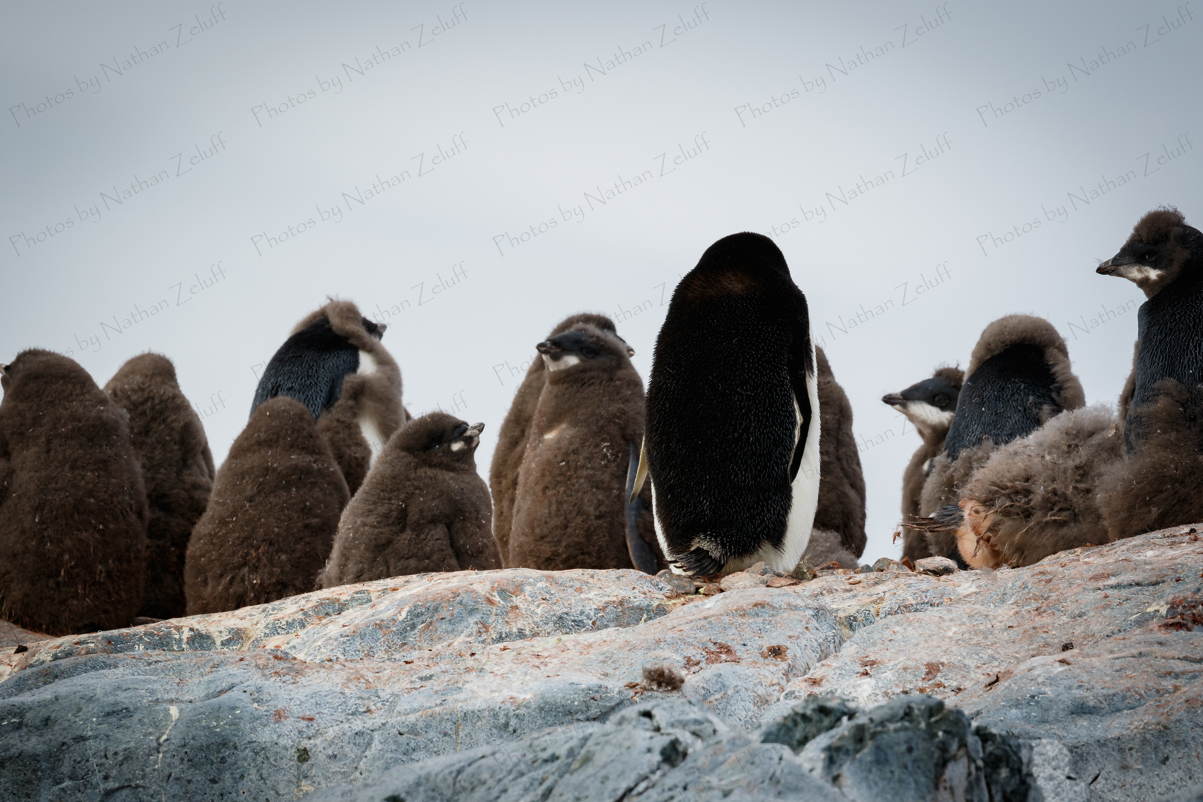 Molting Adelies (Yalour Islands, Antarctica)
