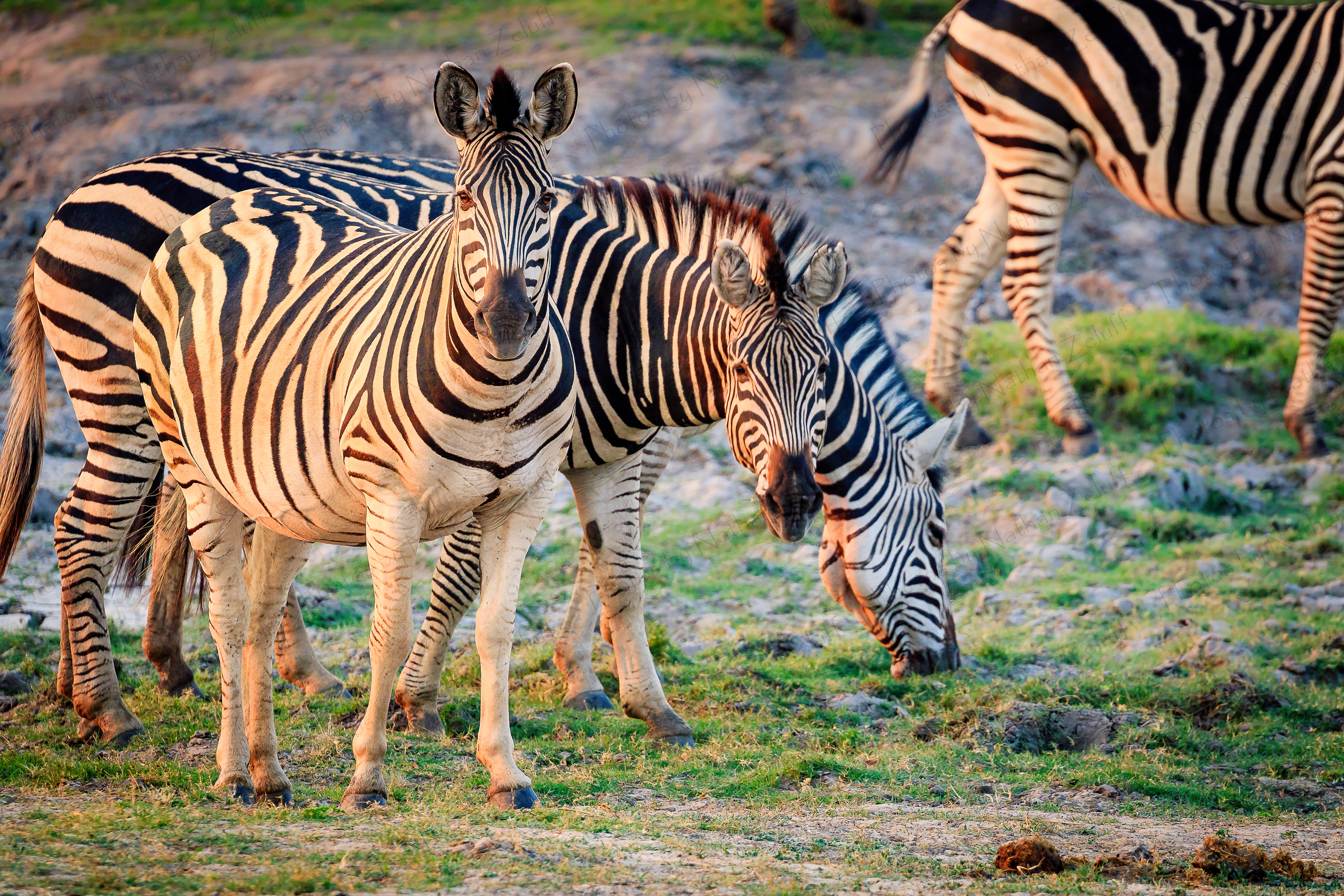 Zebras on Alert (Chobe NP, Botswana)