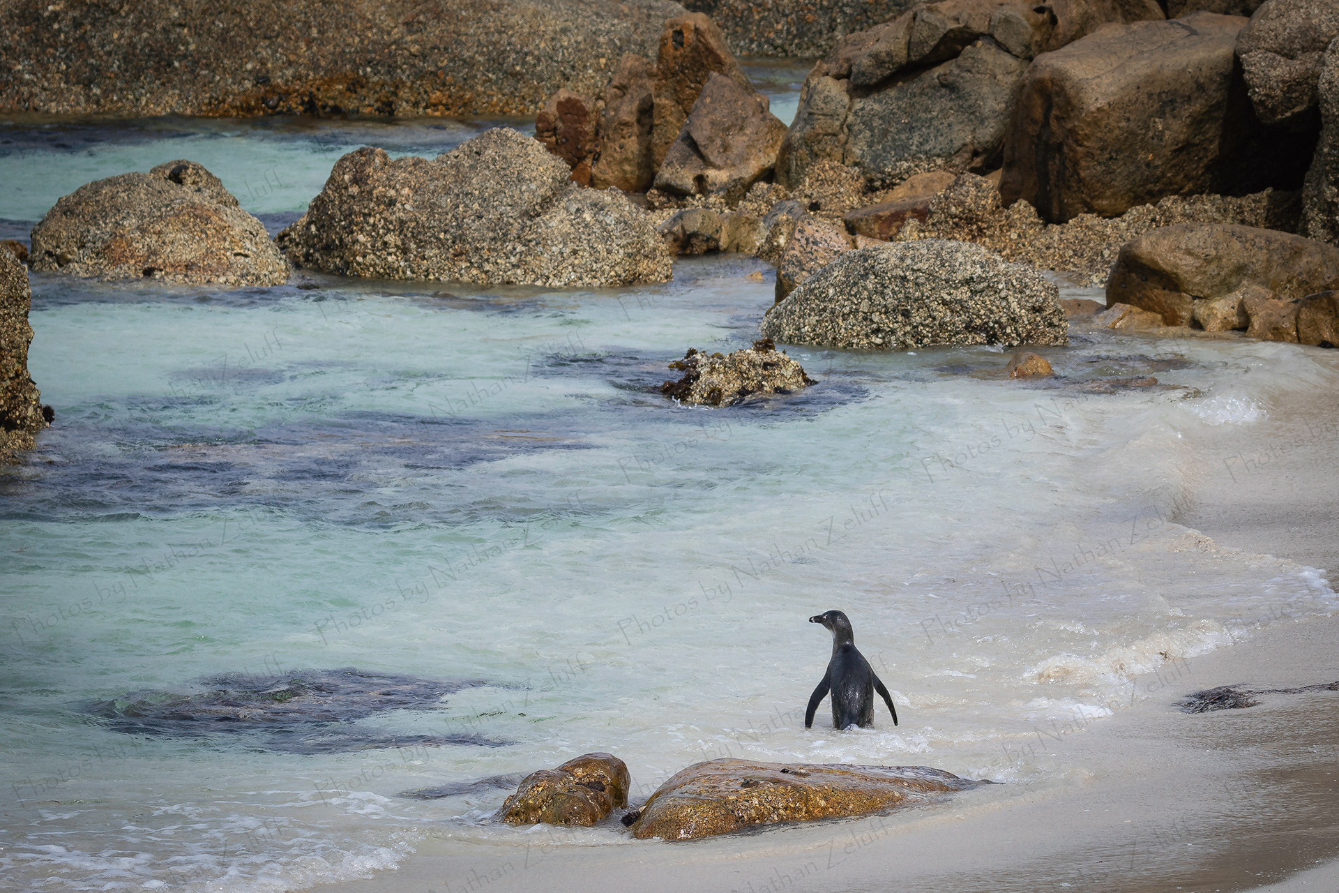 Boulders Beach (Western Cape, South Africa)