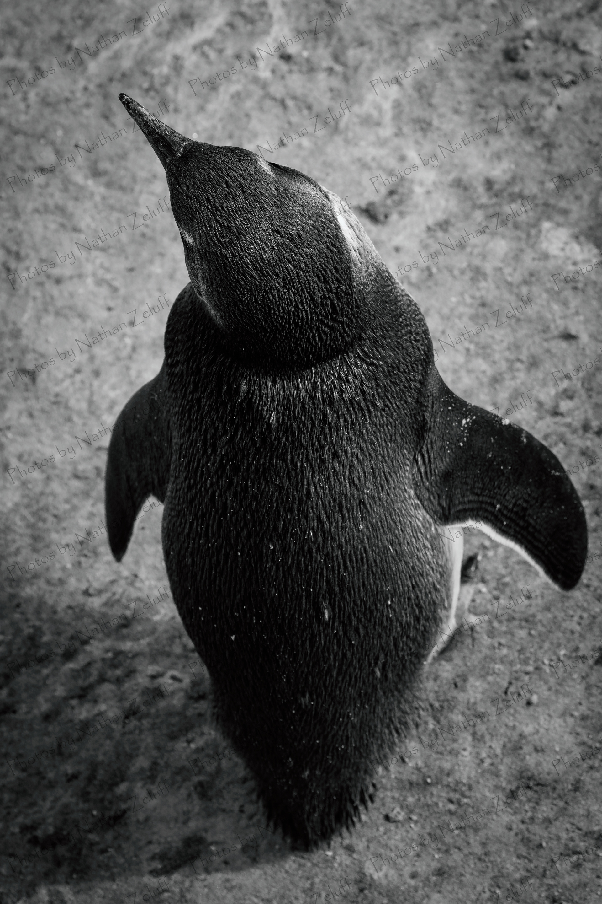 African Penguin (Western Cape, South Africa)