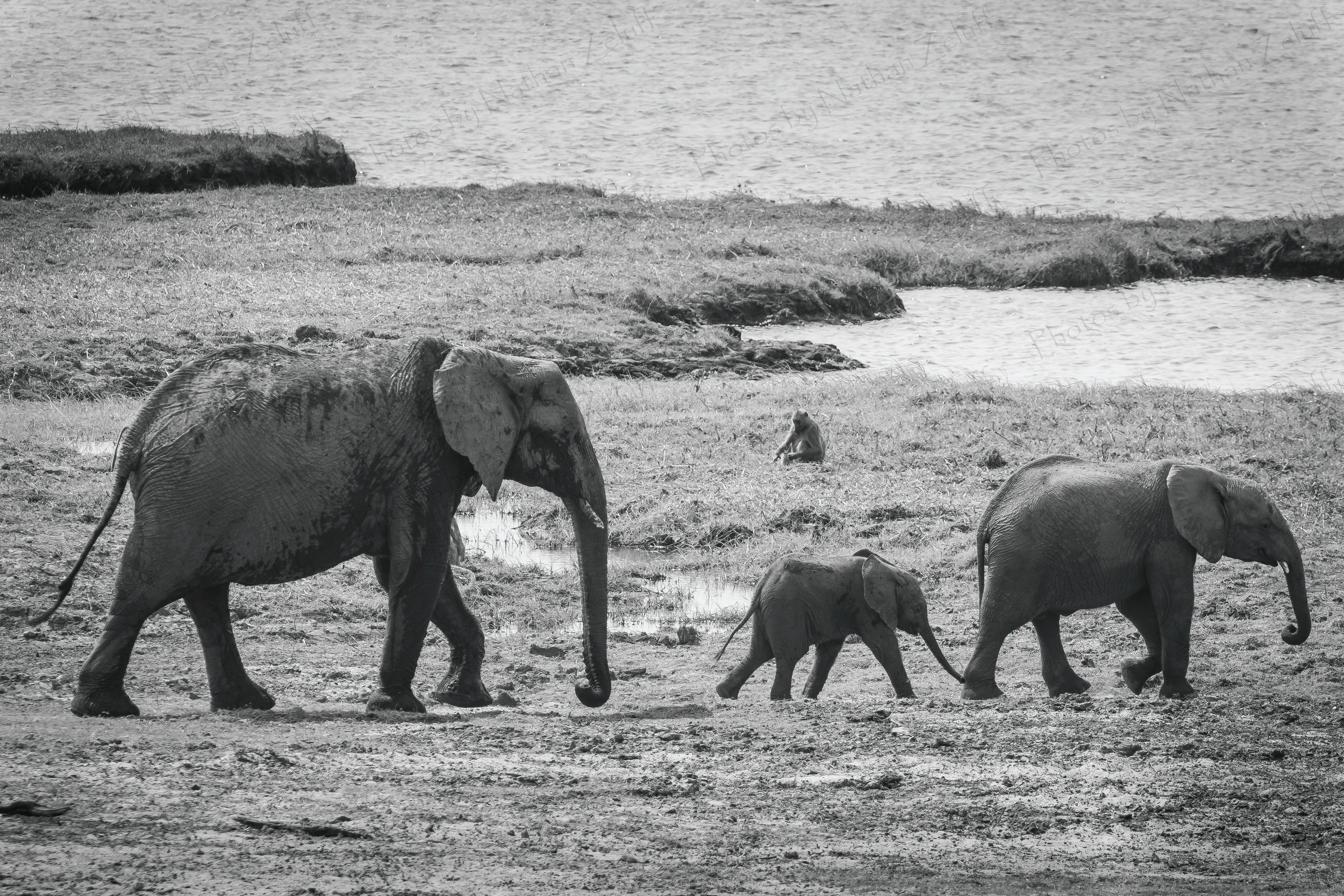 Heading to the River (Chobe NP, Botswana)