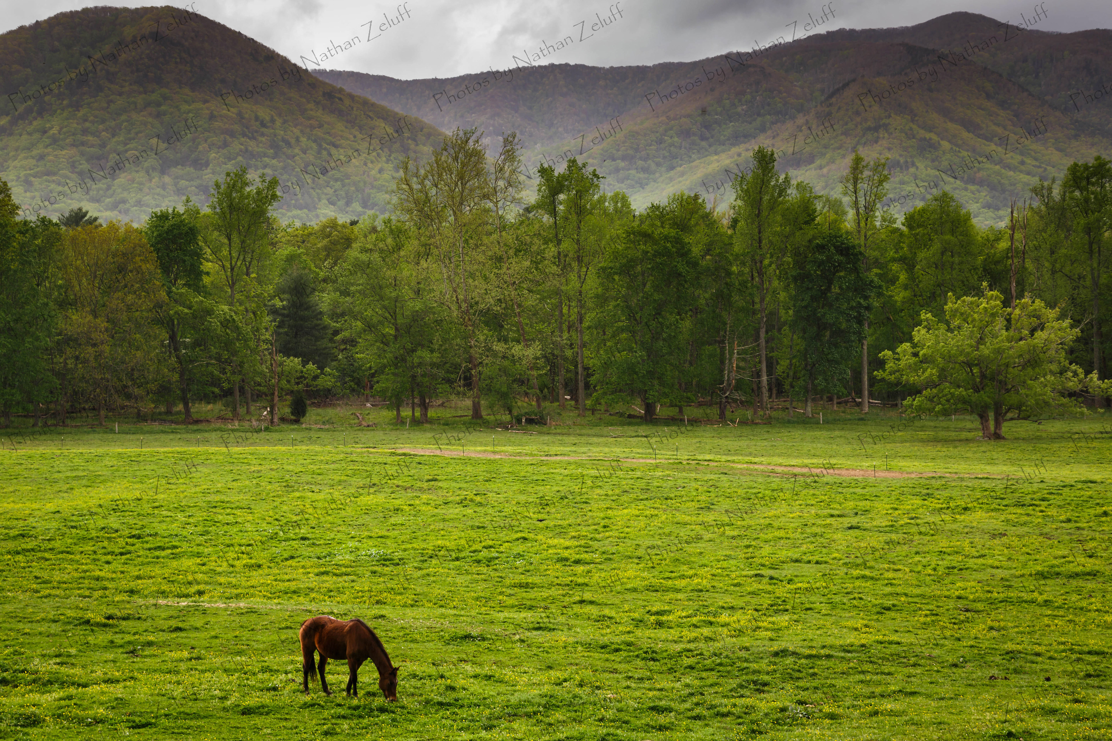 Grazing in Cades Cove (Great Smoky Mountains NP, Tennessee)