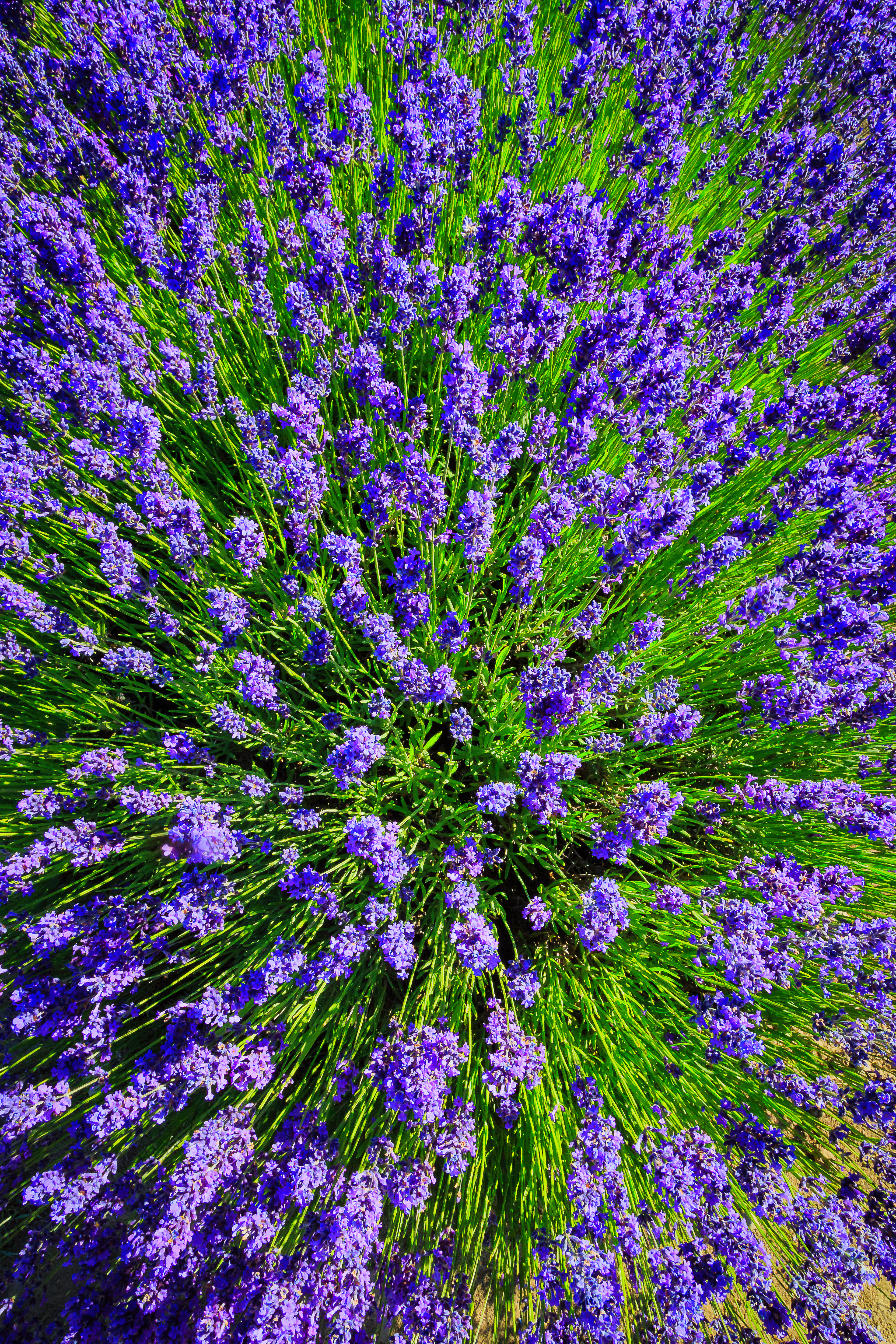 Lavender (Canterbury, New Zealand)