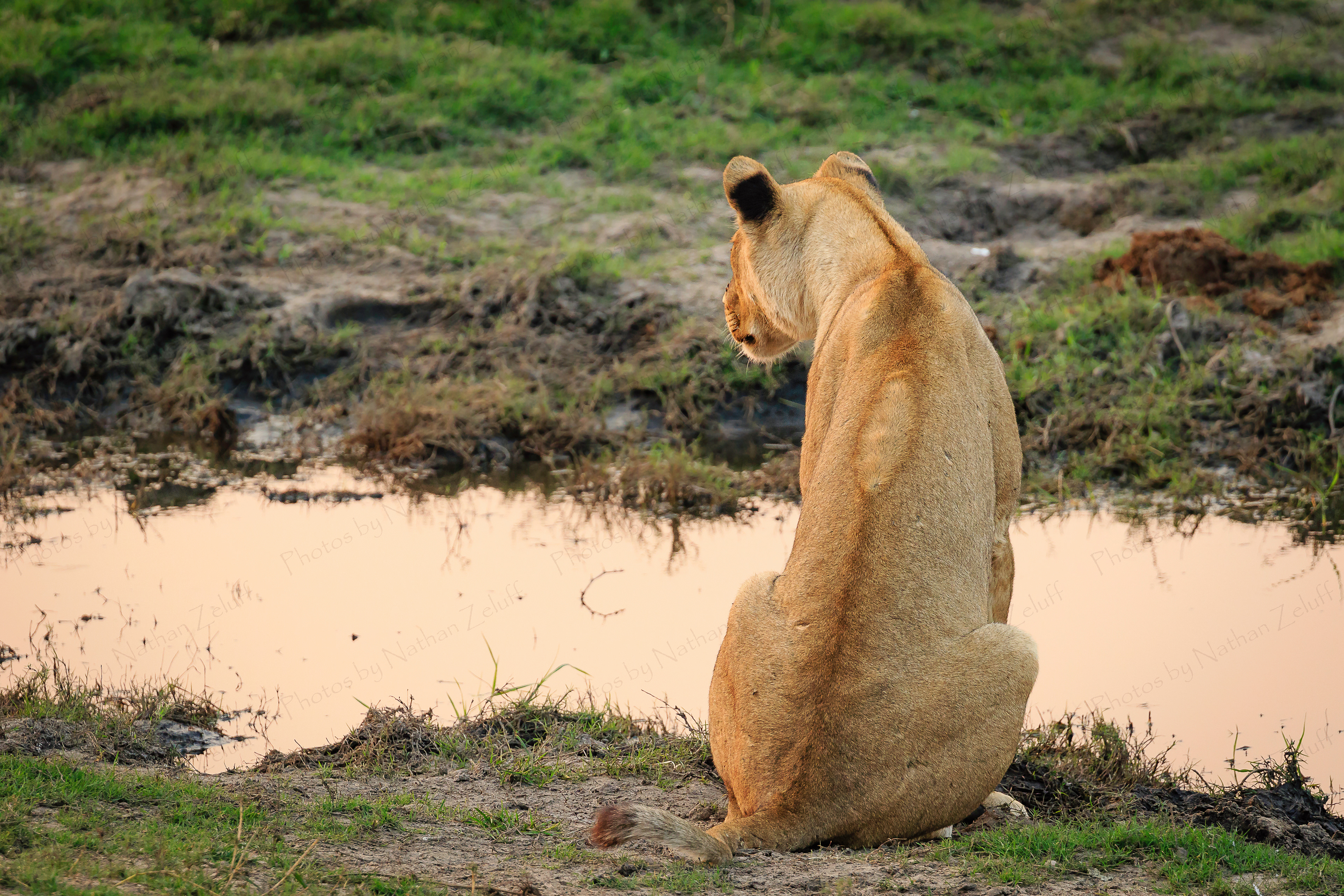 Predation (Chobe NP, Botswana)
