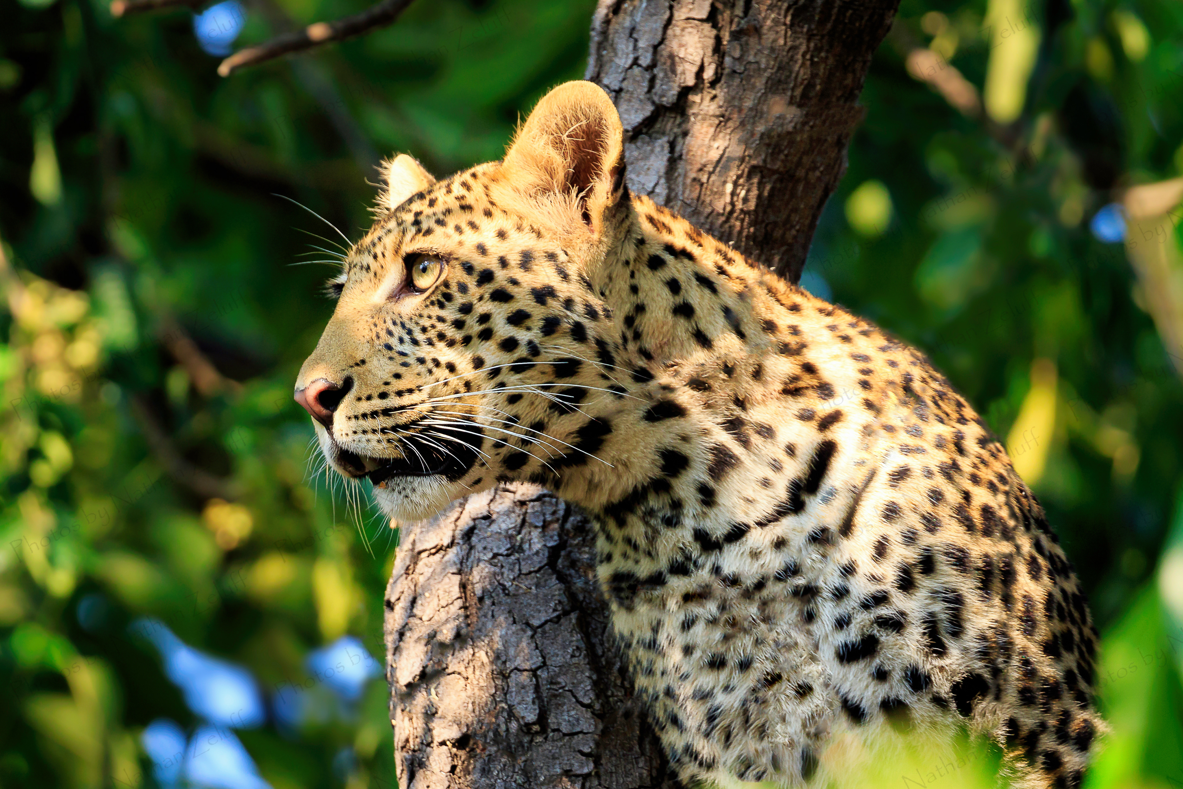 Looking Out (Chobe NP, Botswana)