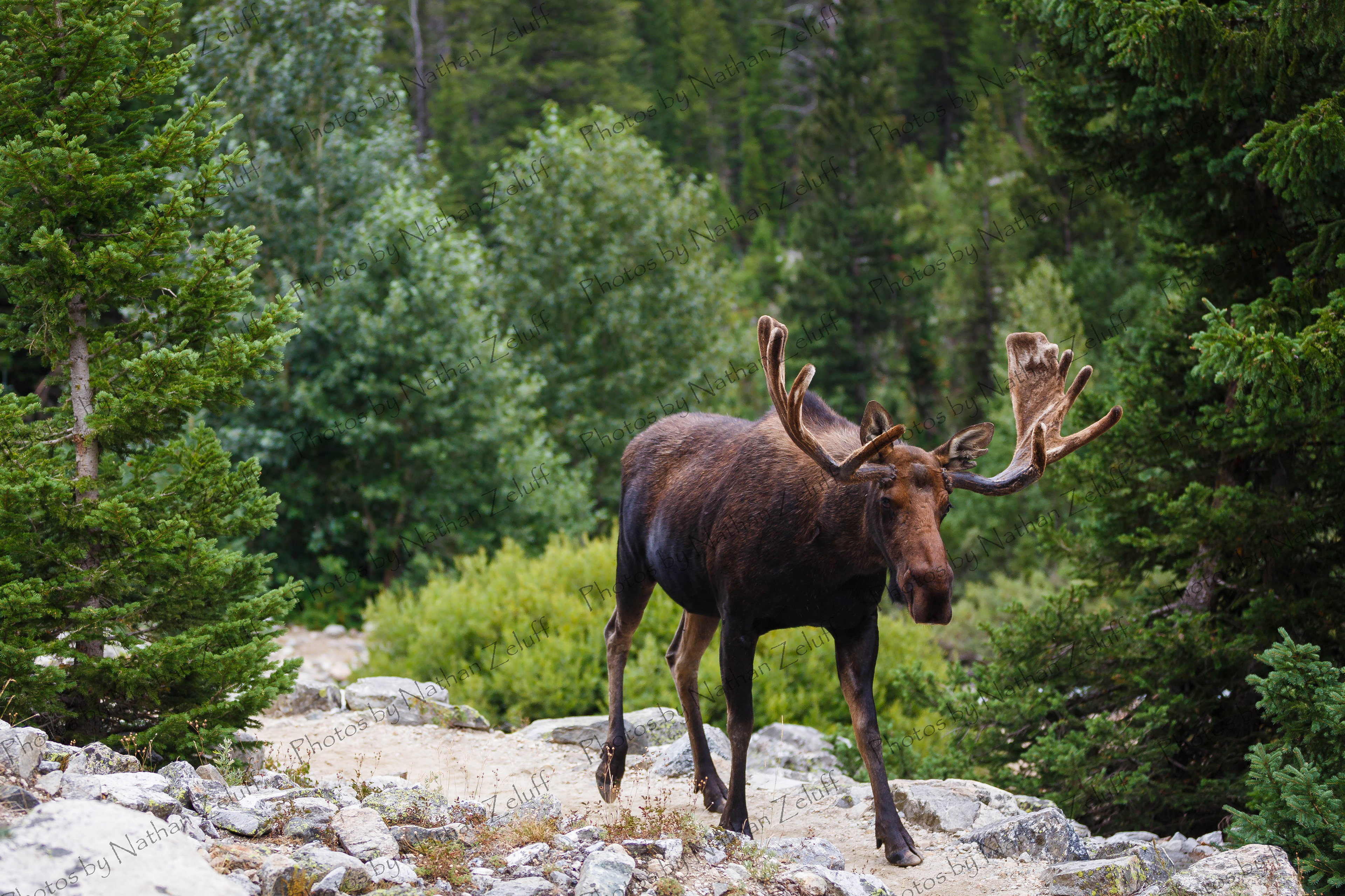 Bold Bull Moose (Grand Teton NP, Wyoming)