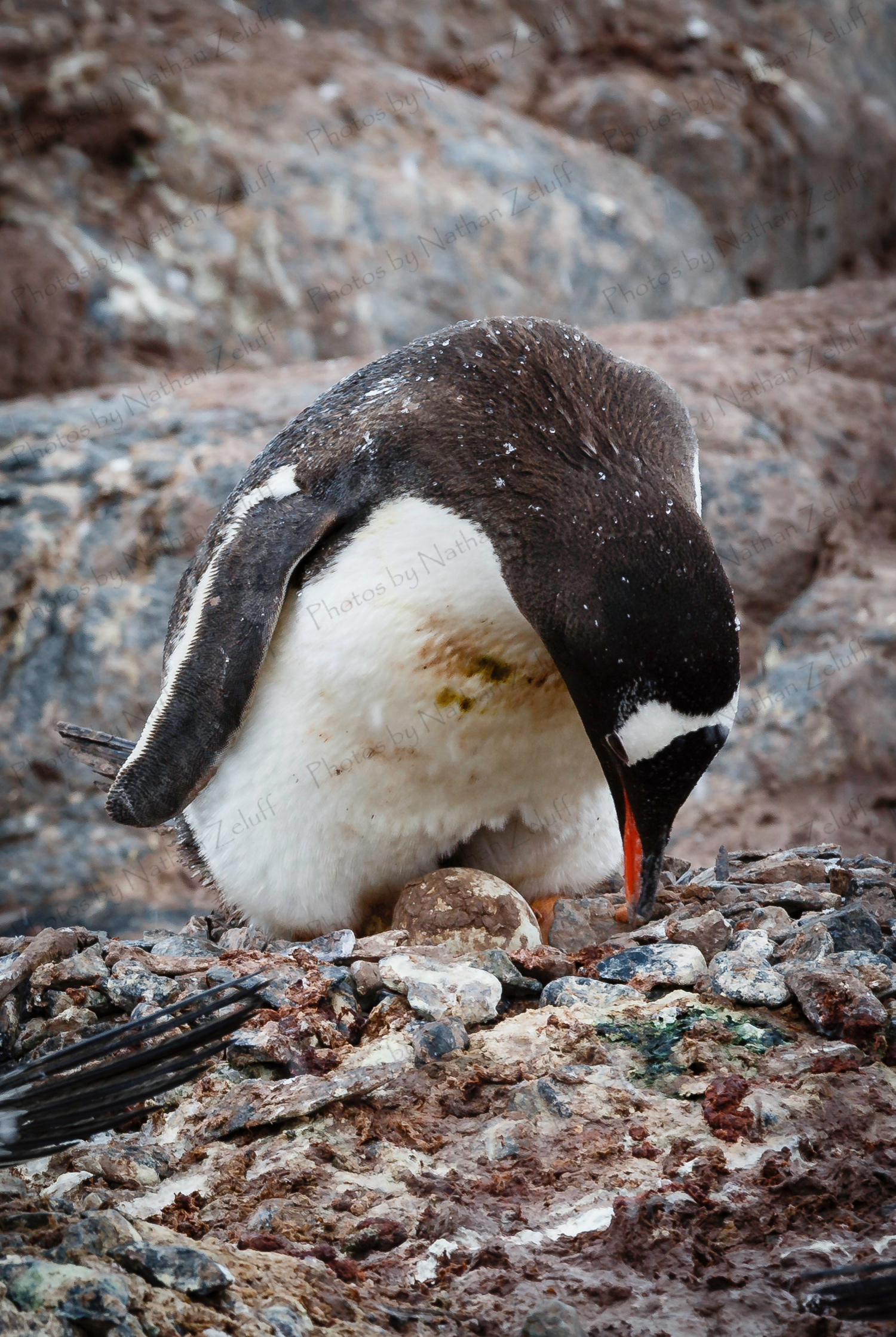 Incubation (Antarctica)