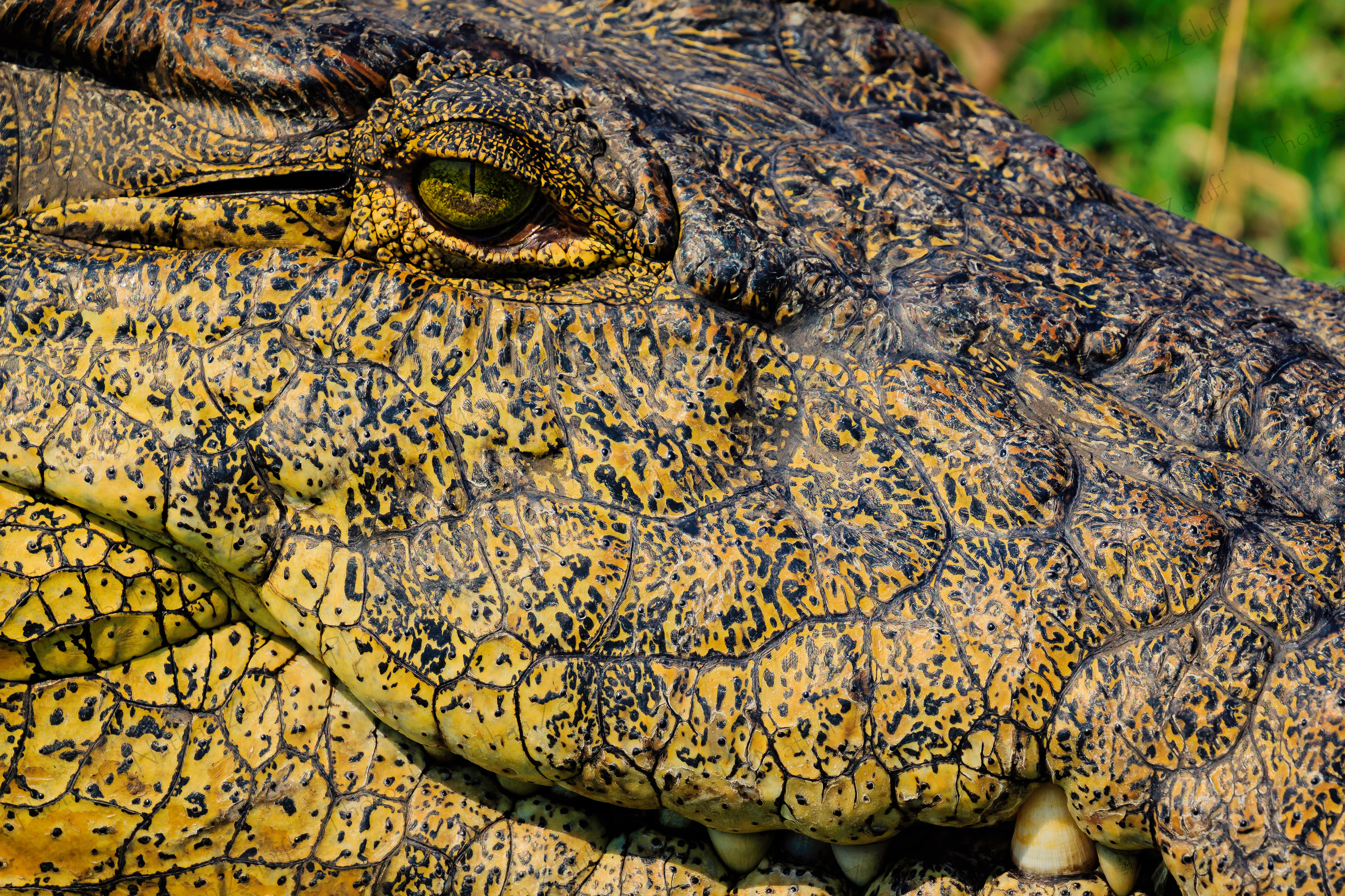 Intensity (Chobe NP, Botswana)