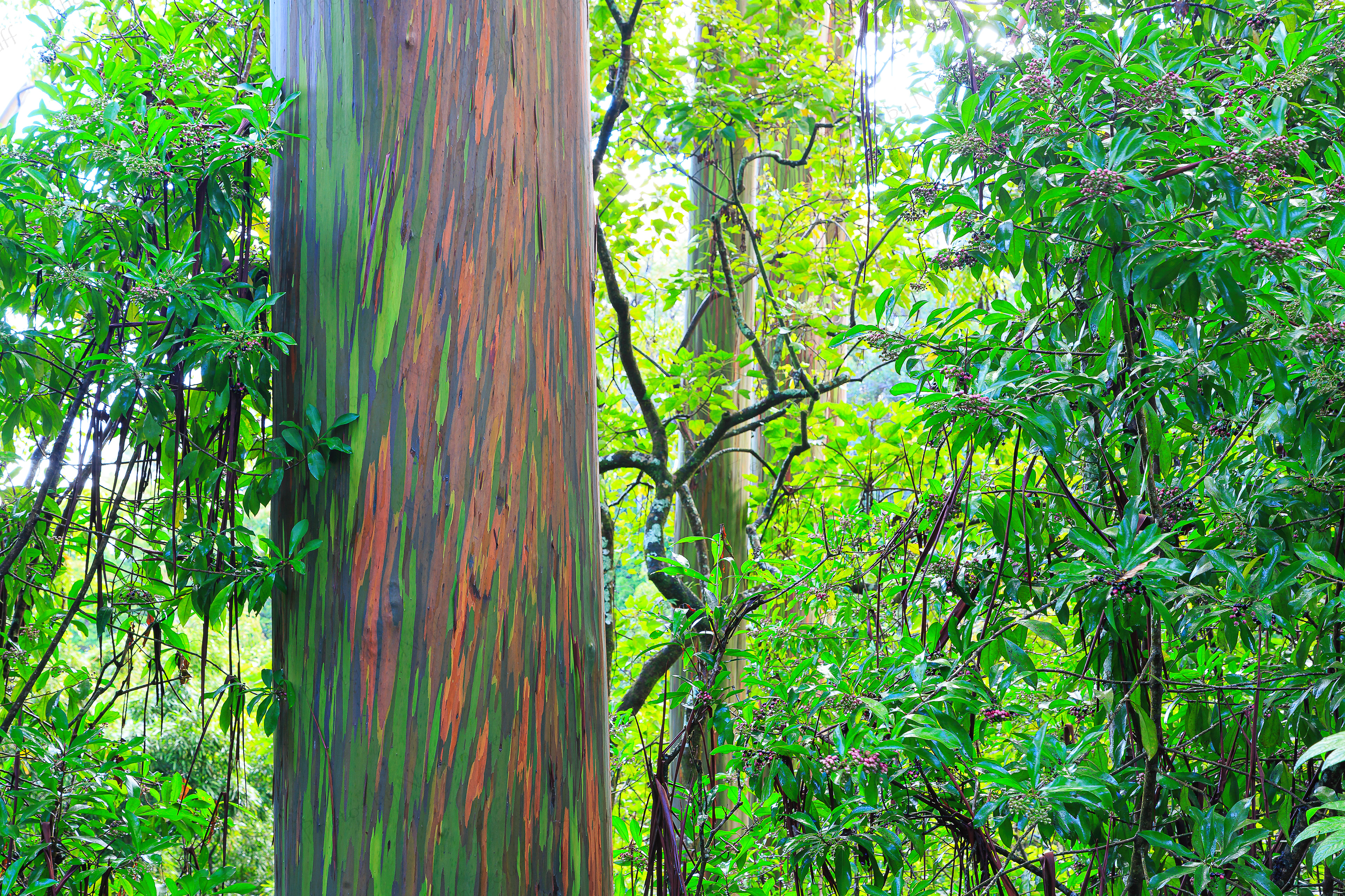 Rainbow Trees (Maui, Hawaiian Islands)