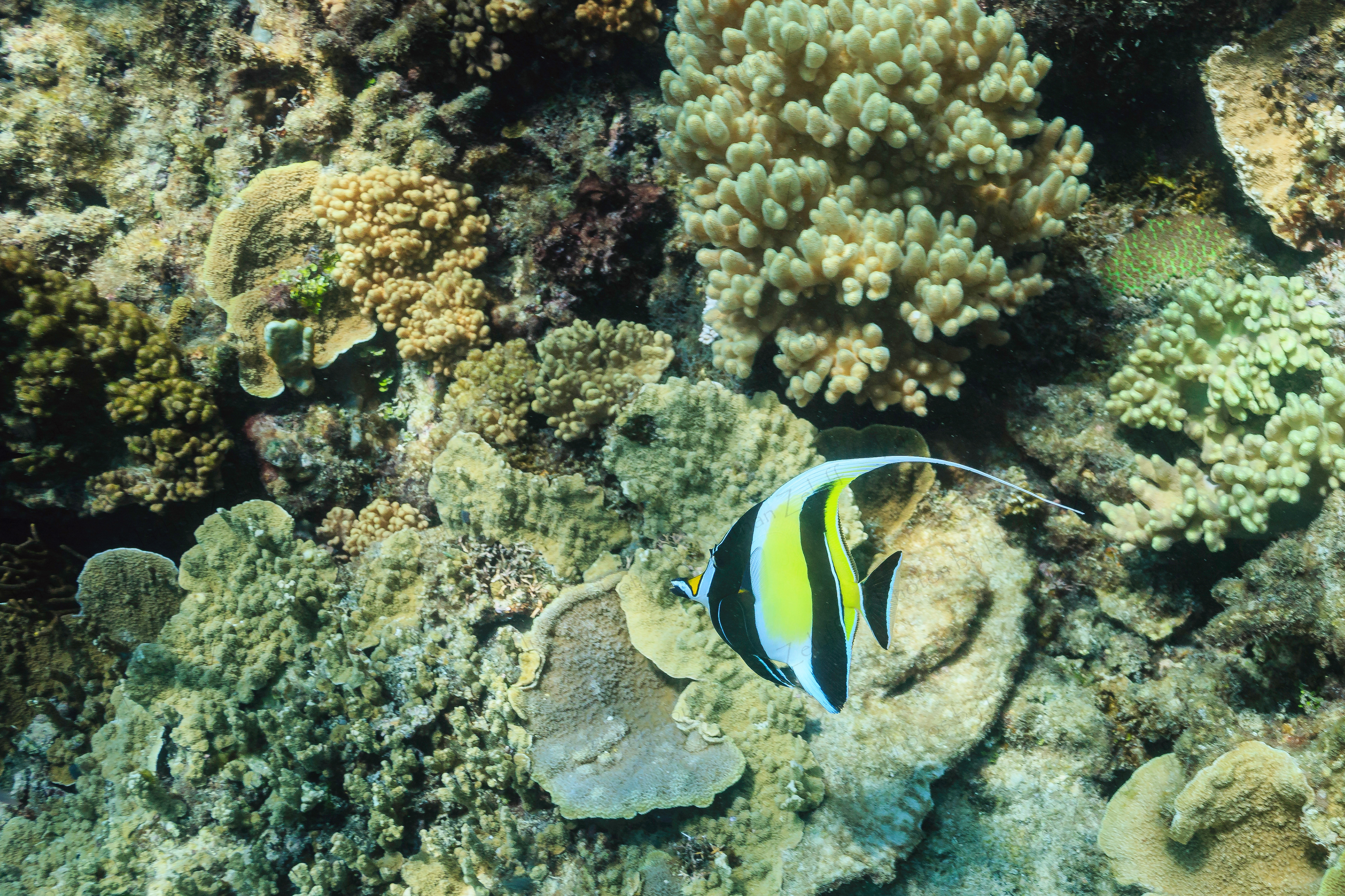 Black and Yellow (Great Barrier Reef, Australia)