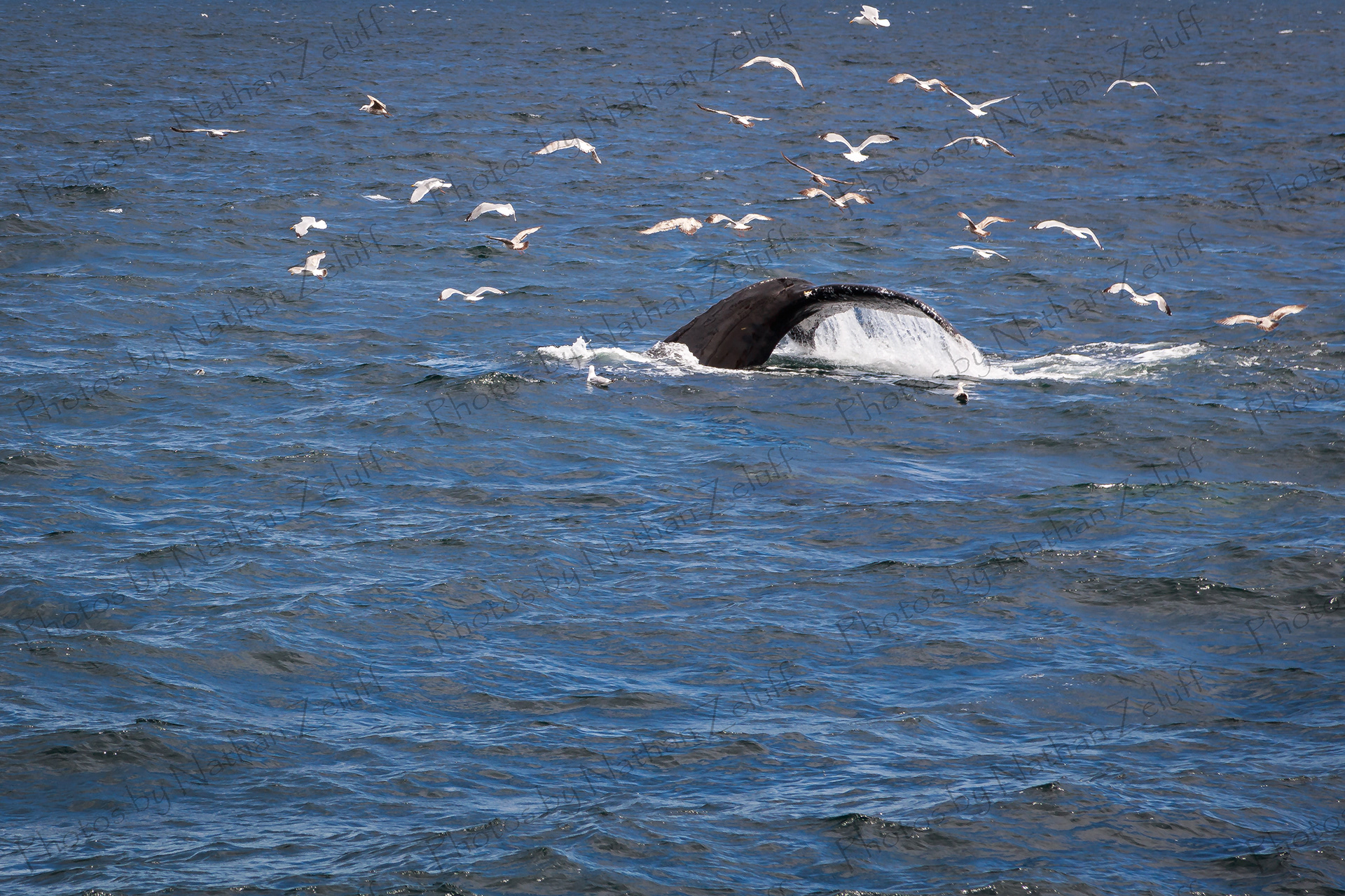 Tail Flip (Boston, Massachusetts)