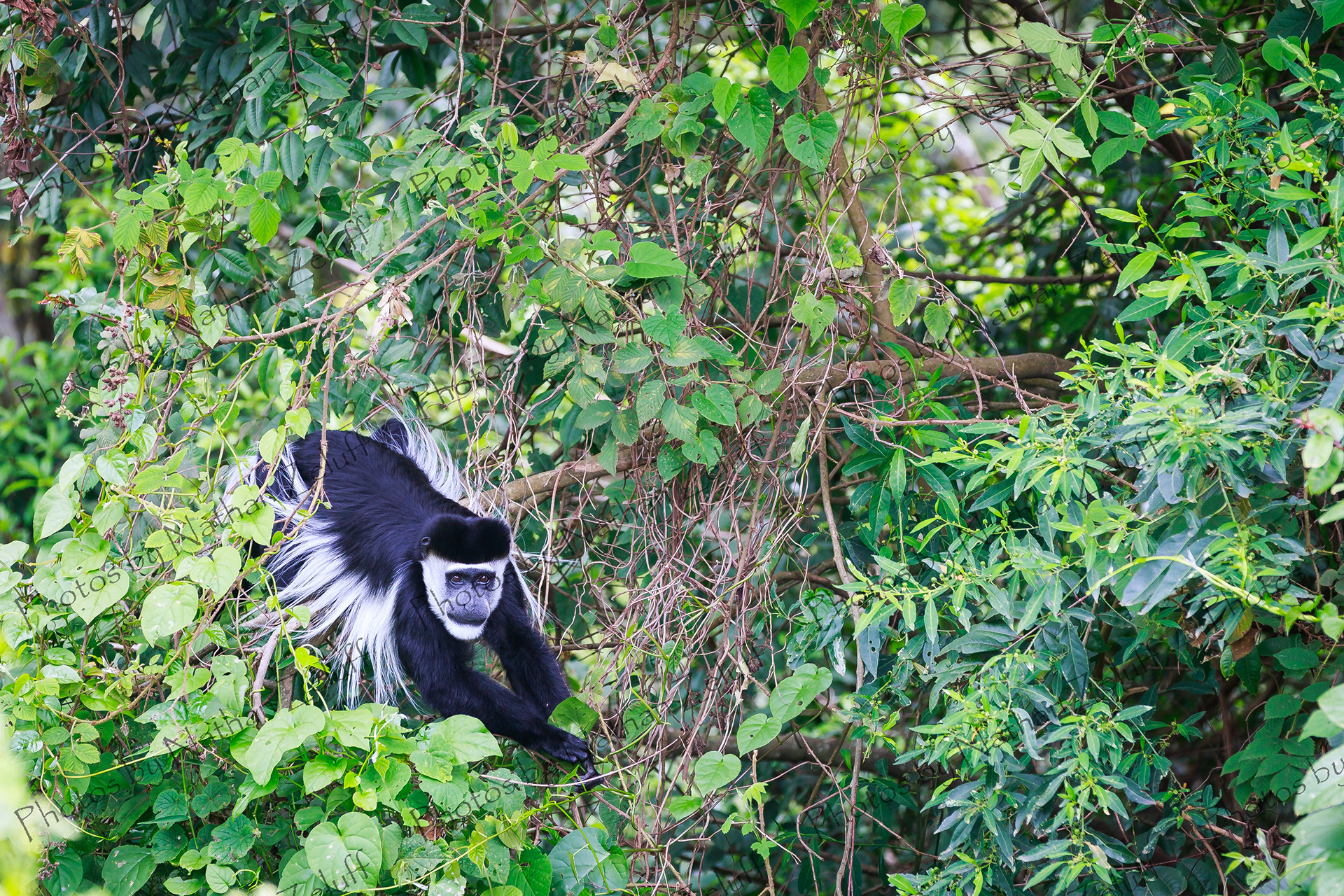 Shy Colobus (Bwindi Impenetrable Park, Uganda)