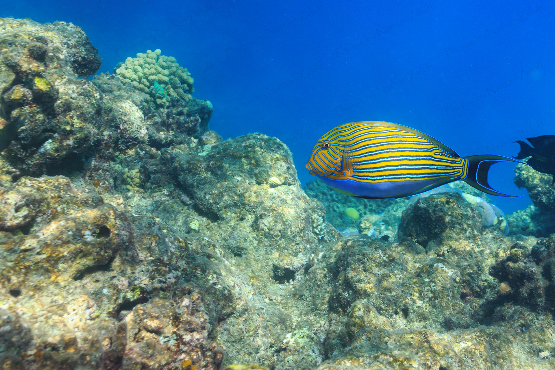 Reef Fish (Great Barrier Reef, Australia)
