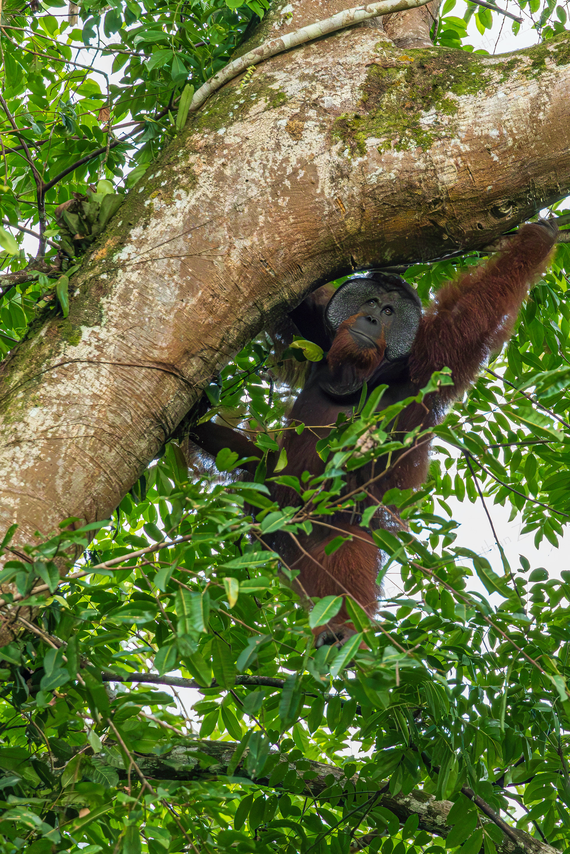 Flange Male (Borneo, Malaysia)