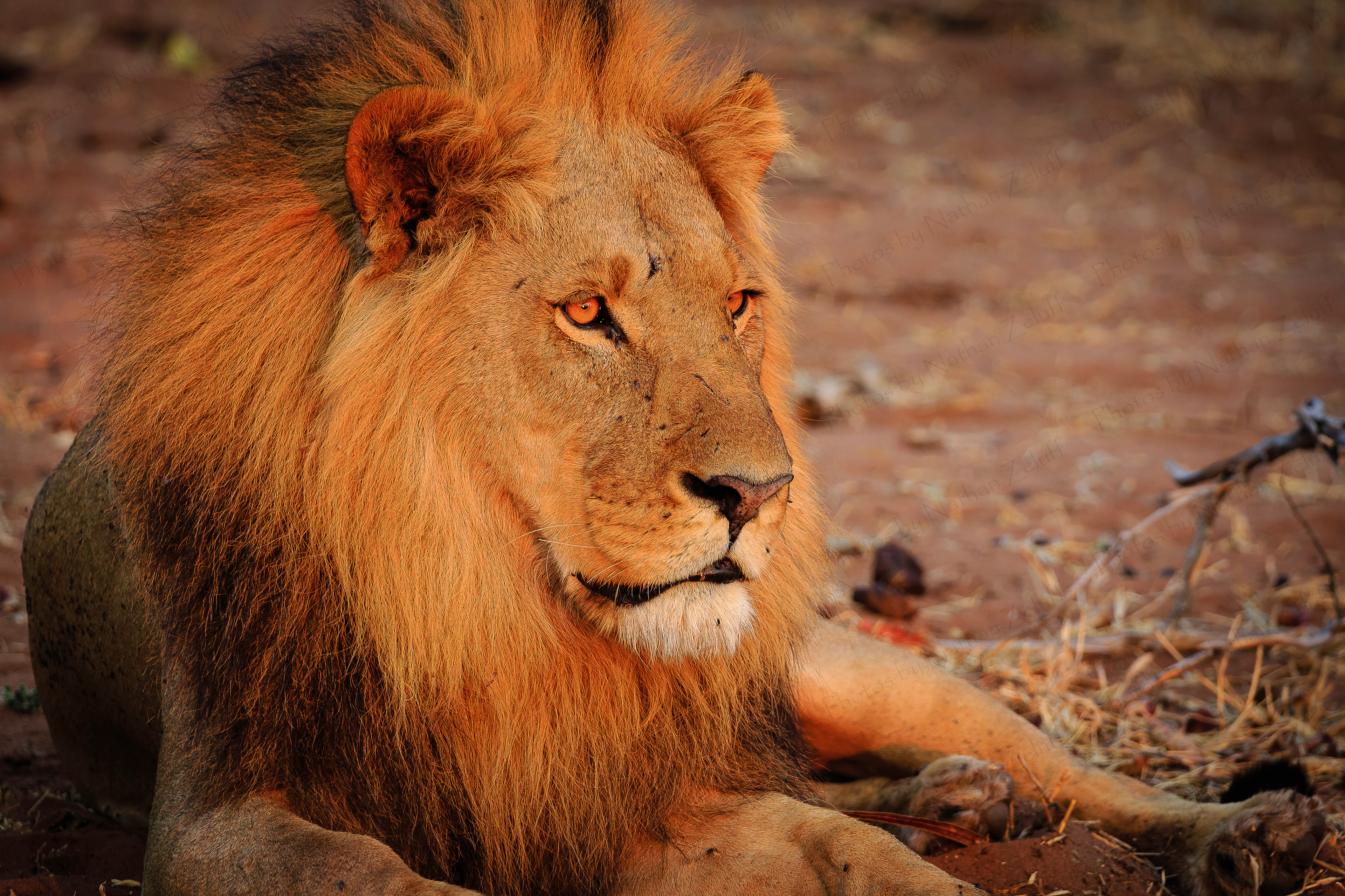 Scarface (Chobe NP, Botswana)