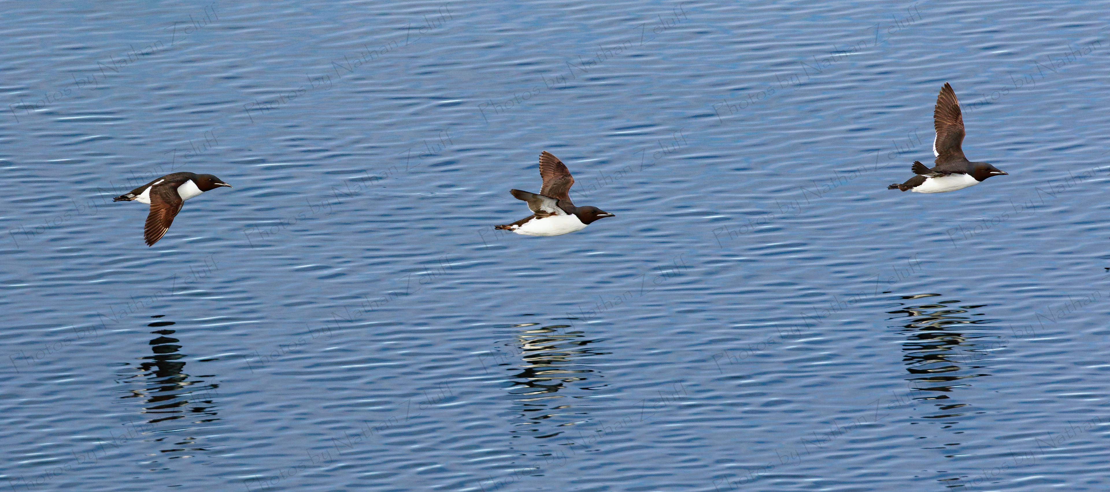 Auks in Flight (High Arctic)