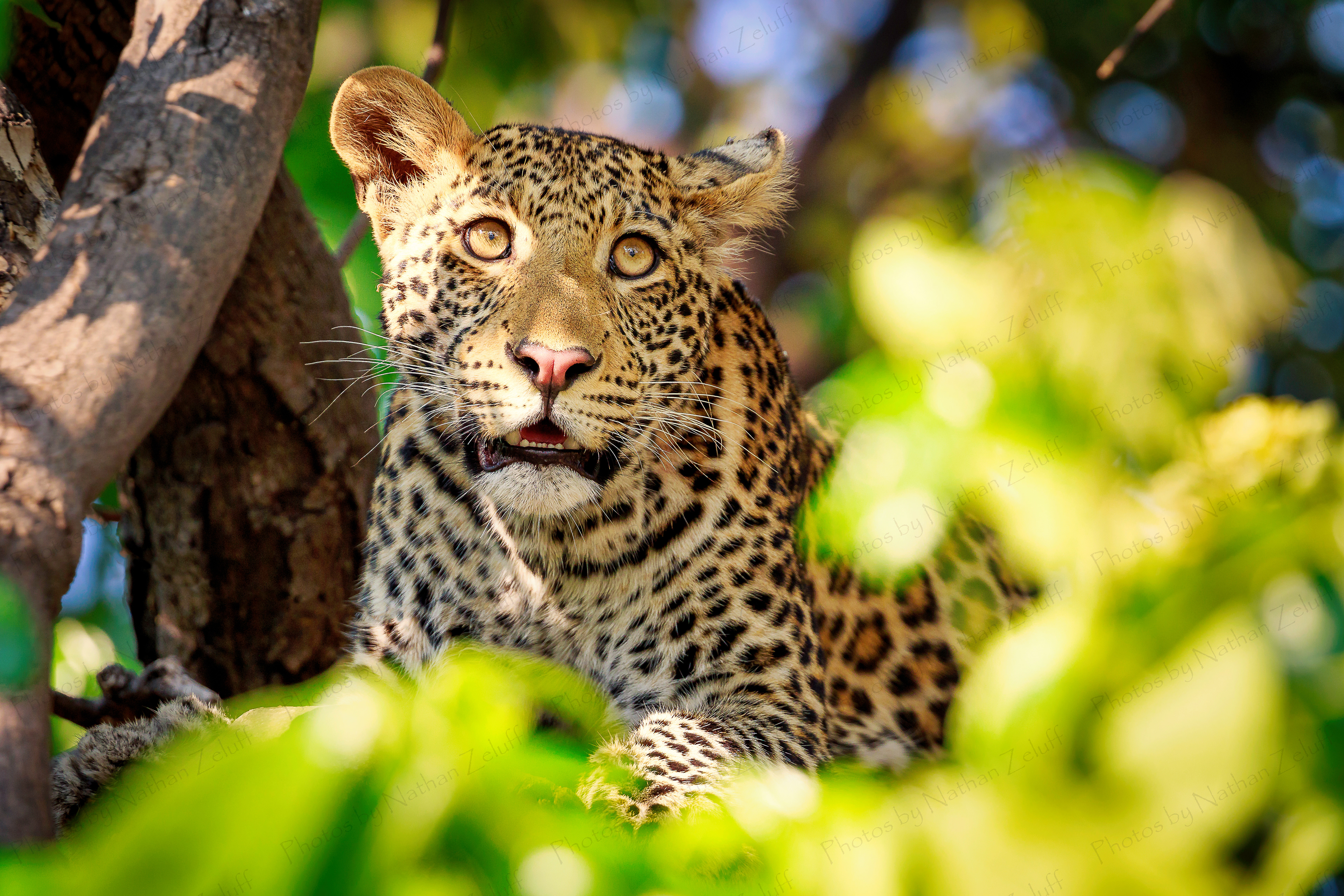 Full (Chobe NP, Botswana)