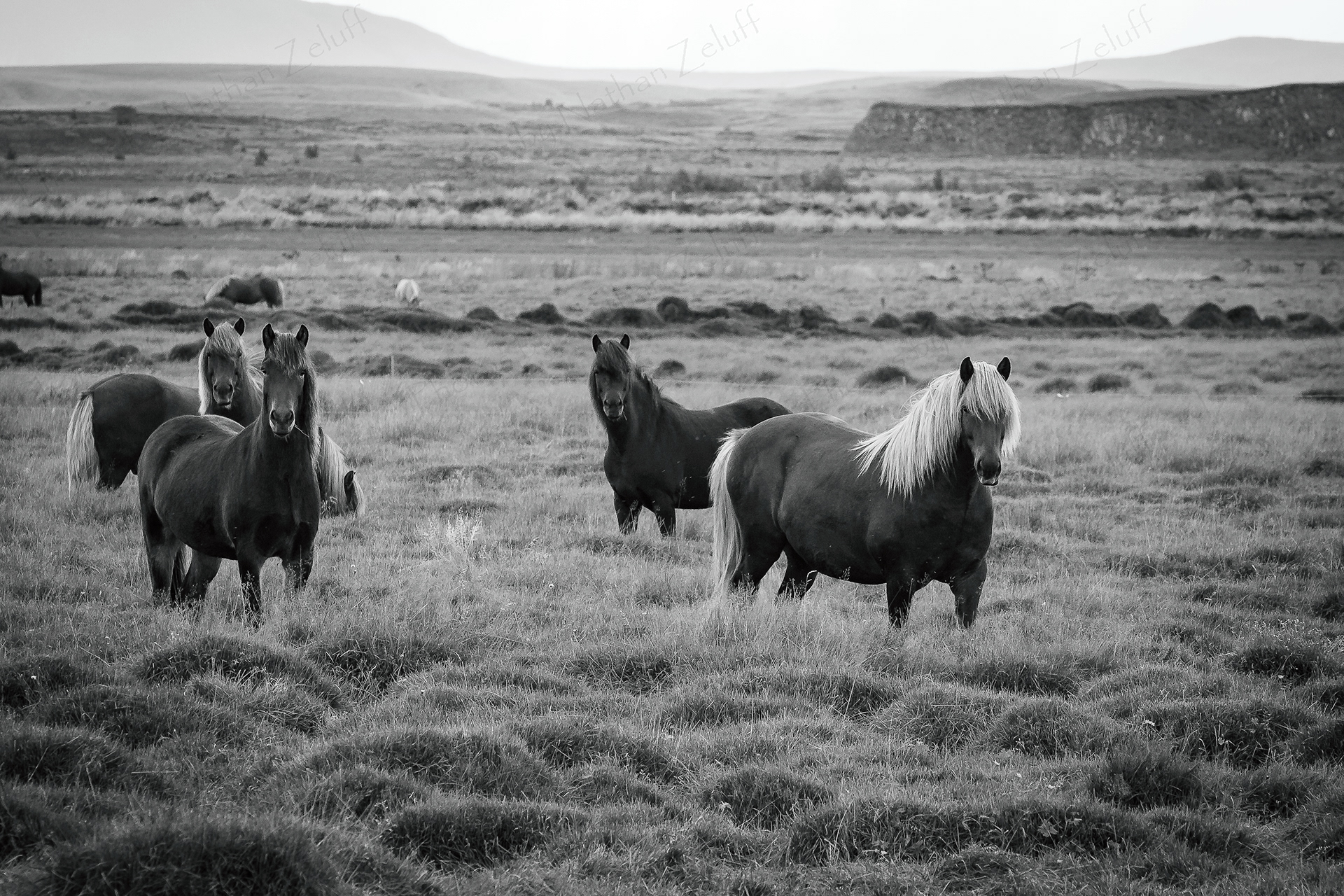 Curious Horses (Iceland)