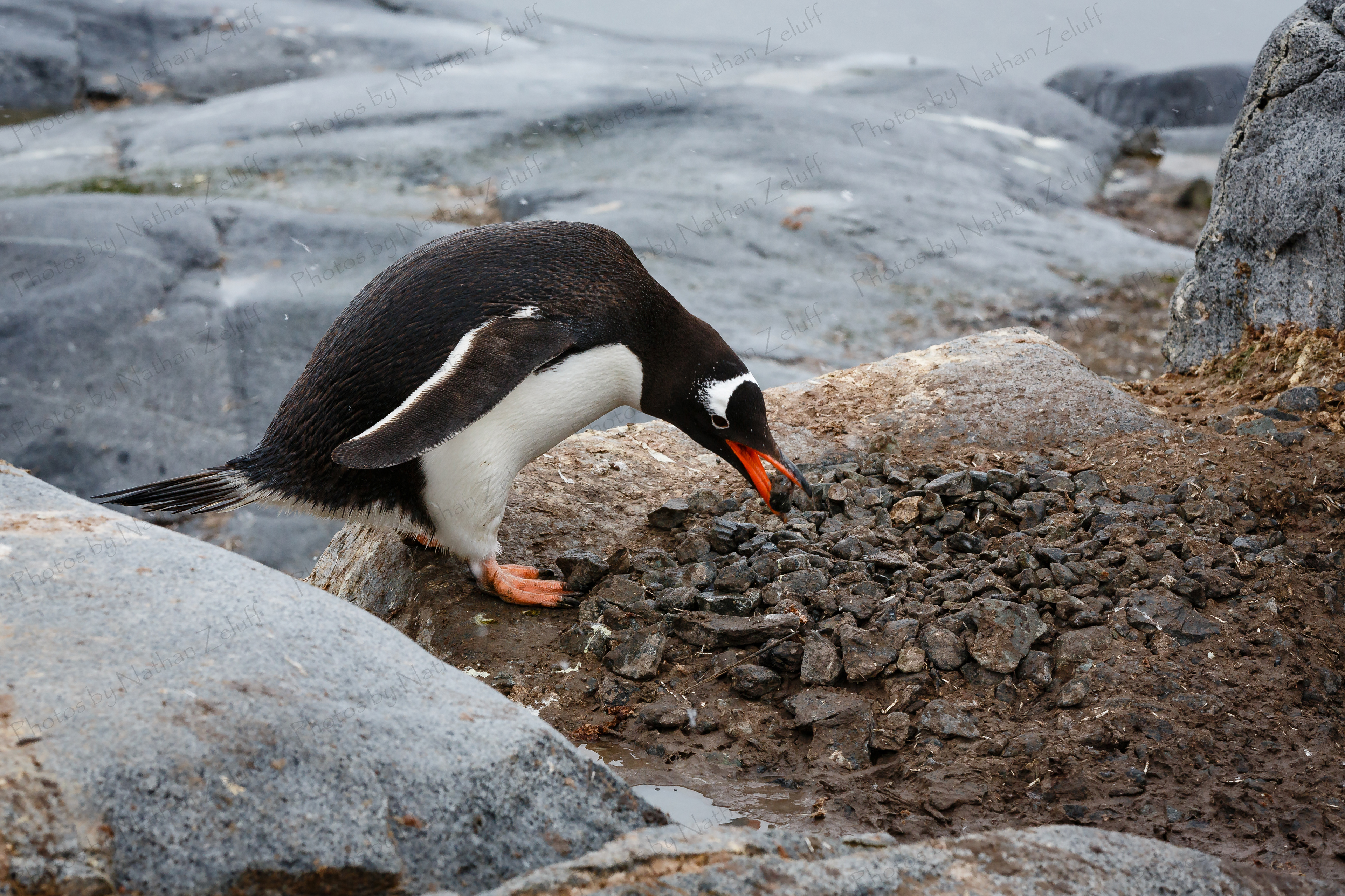 Housekeeping (Port Lockroy, Antarctica)