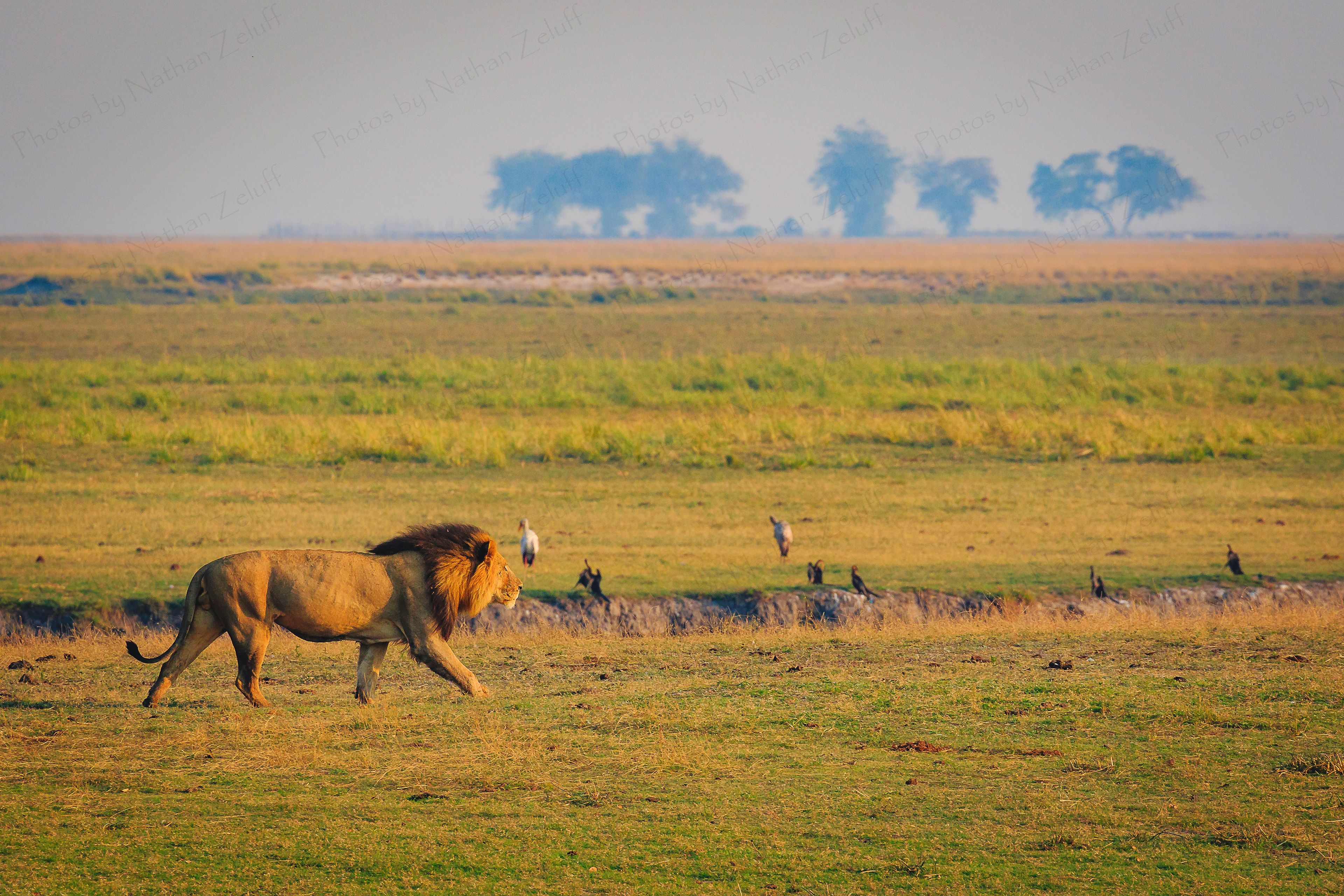 On the Prowl (Chobe NP, Botswana)
