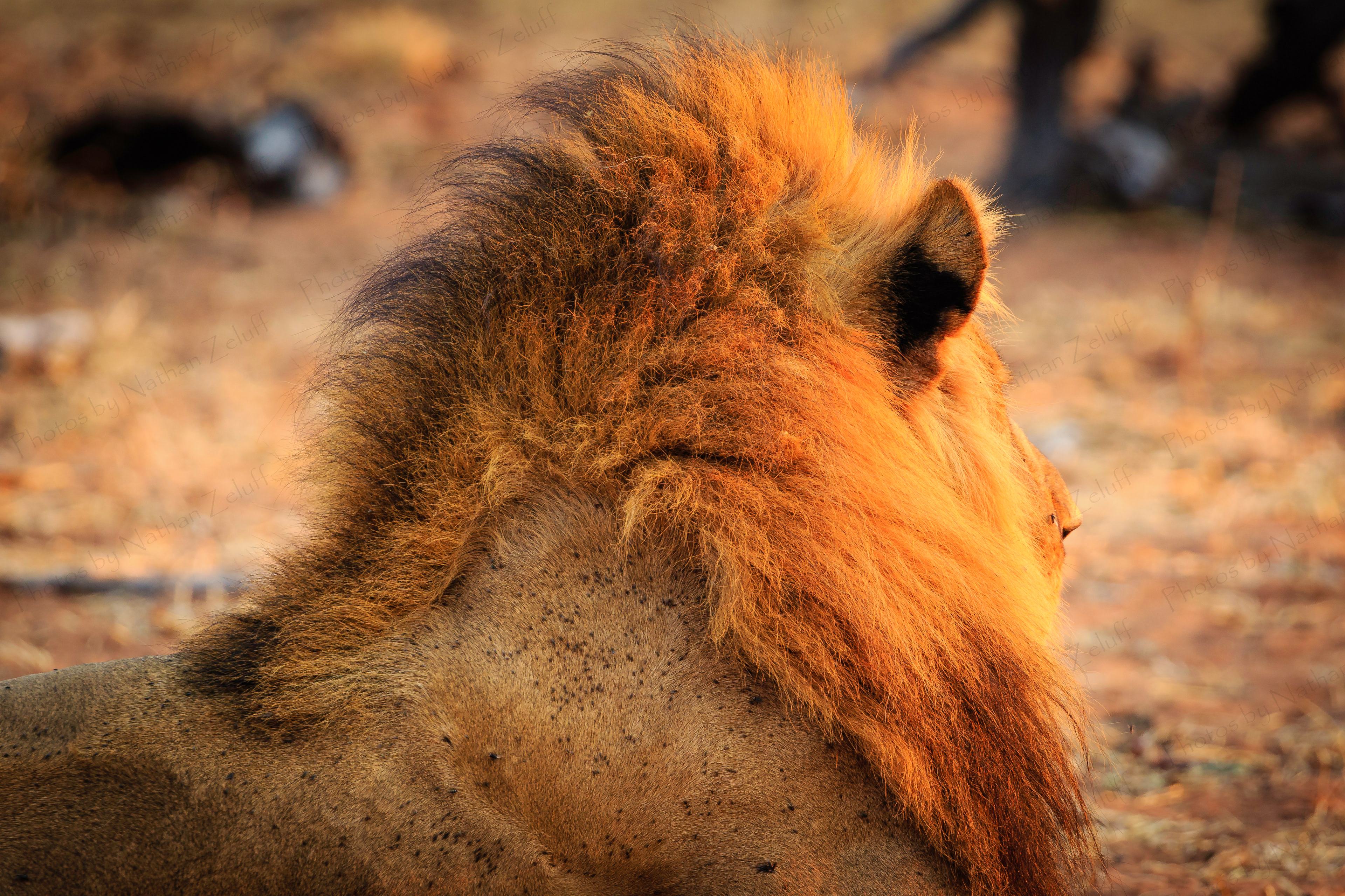 Glowing Mane (Chobe NP, Botswana)