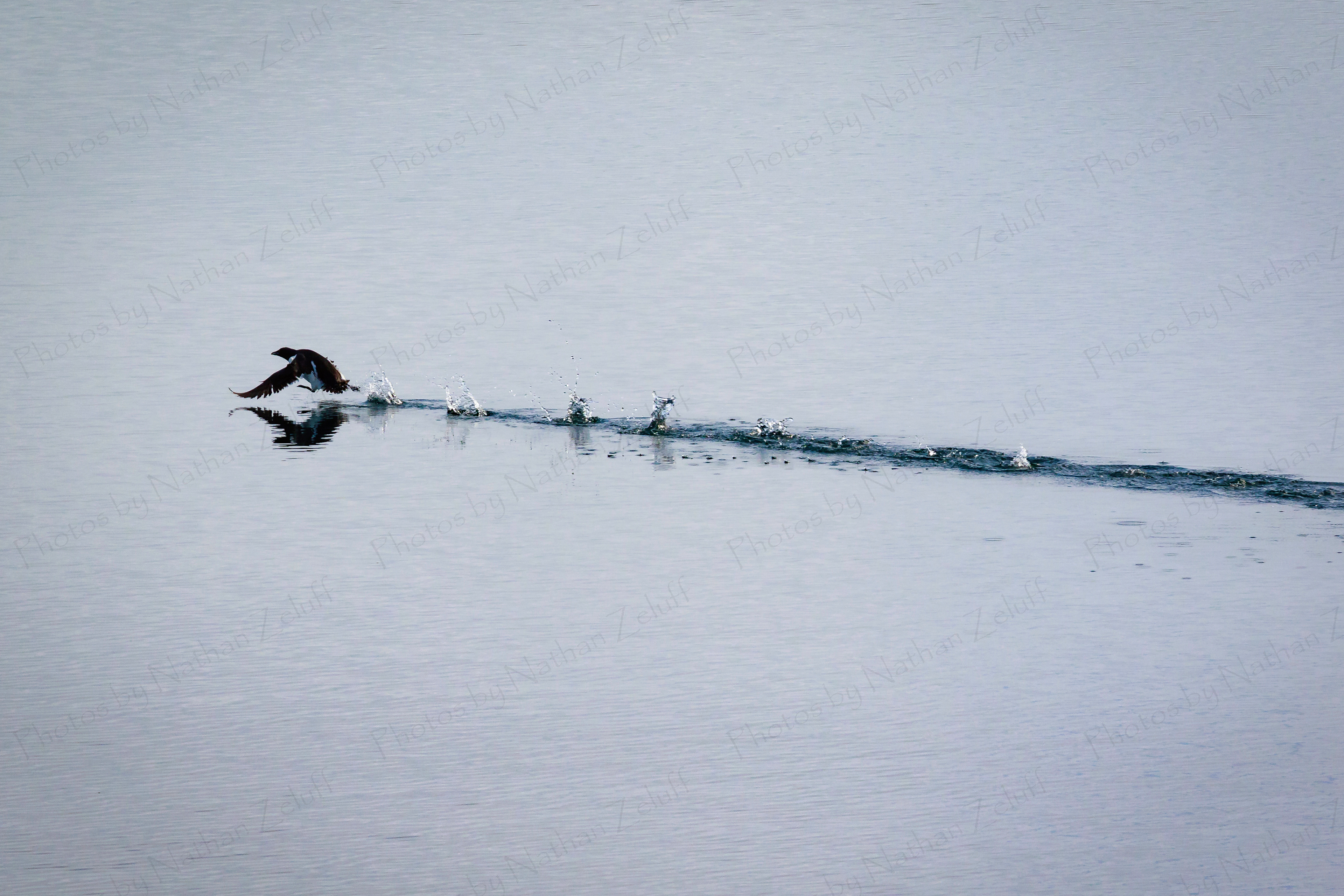 Taking Off (High Arctic)