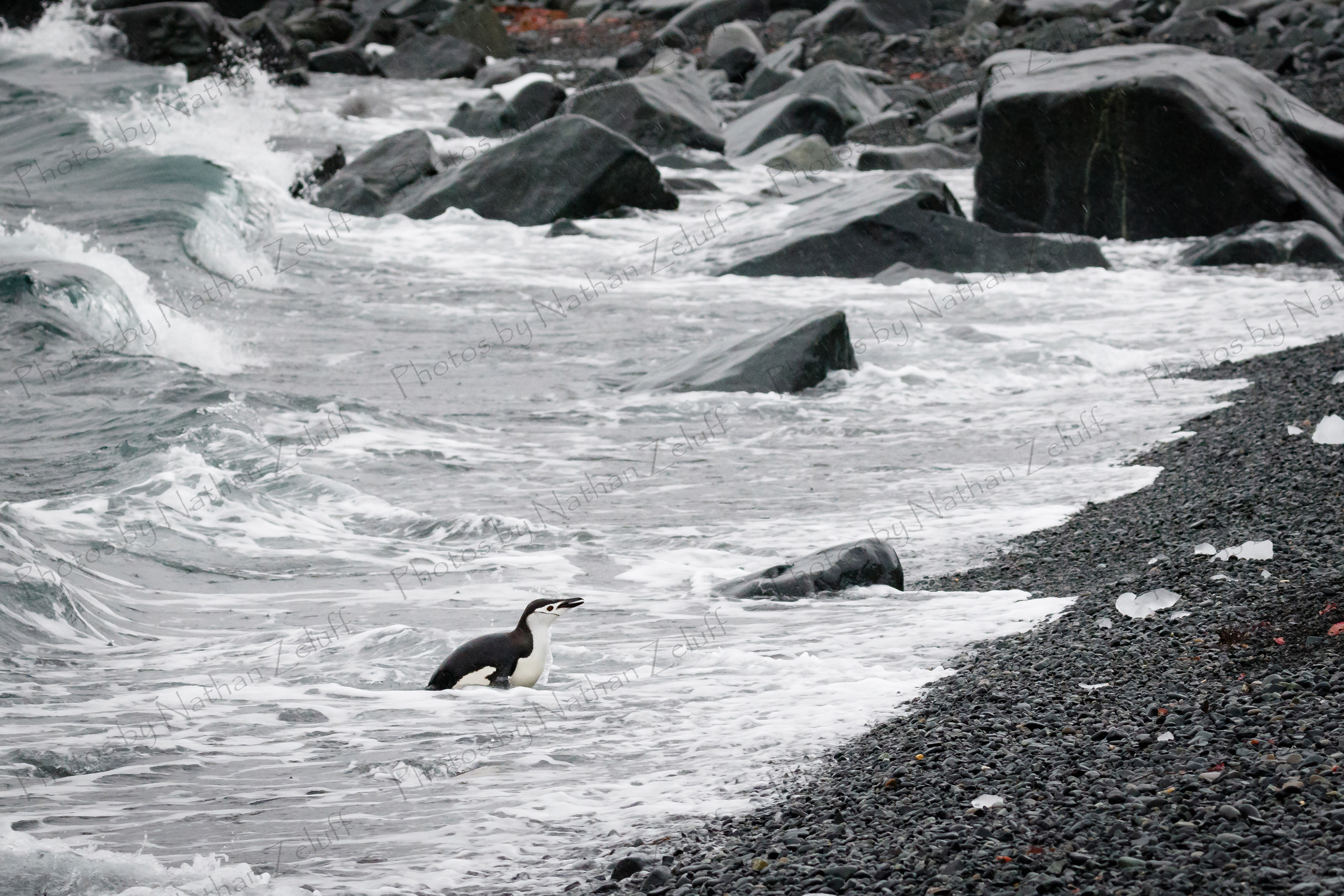 Finished Feasting (South Shetland Islands, Antarctica)