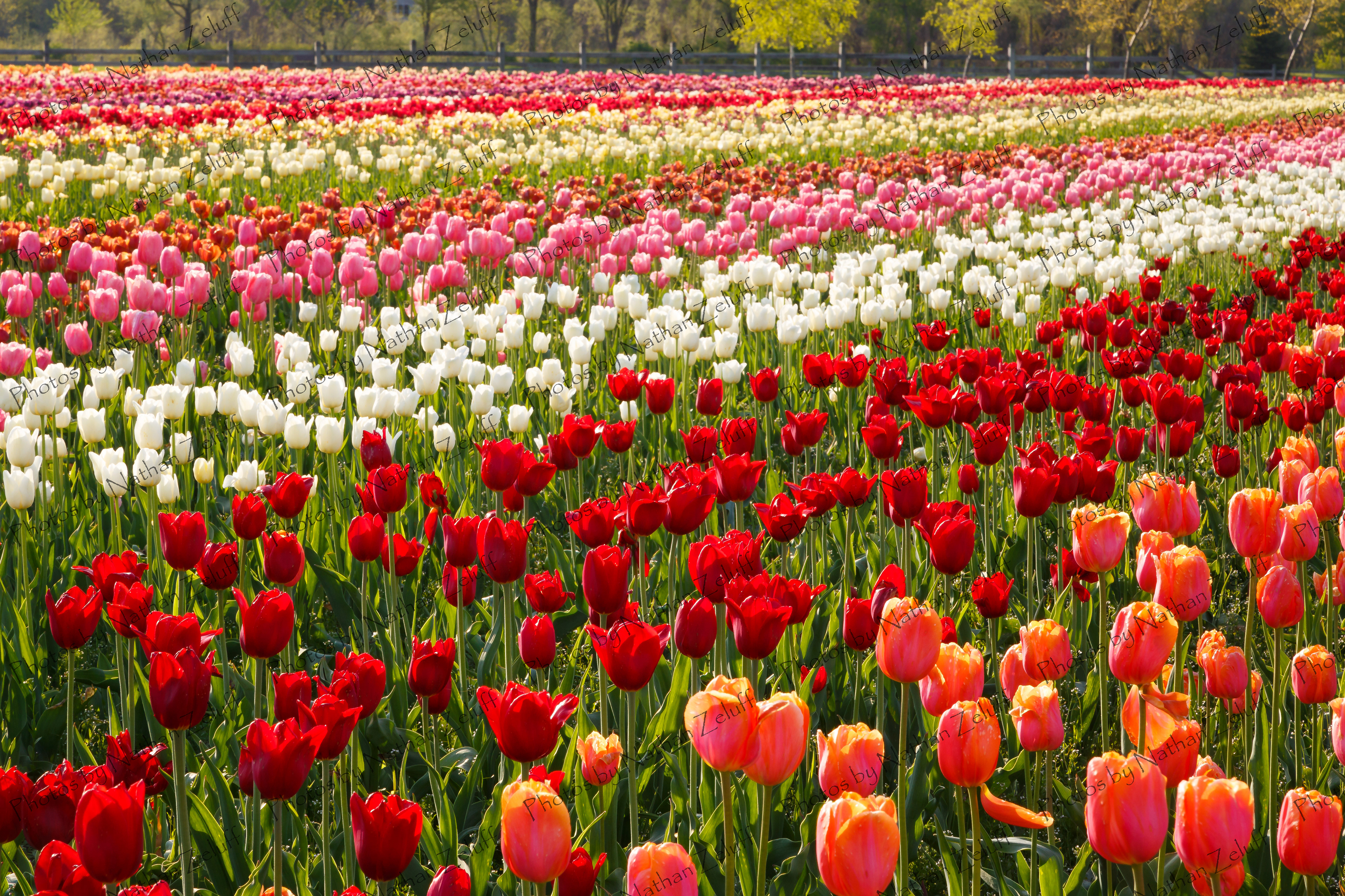 Flower Fields (Holland, Michigan)