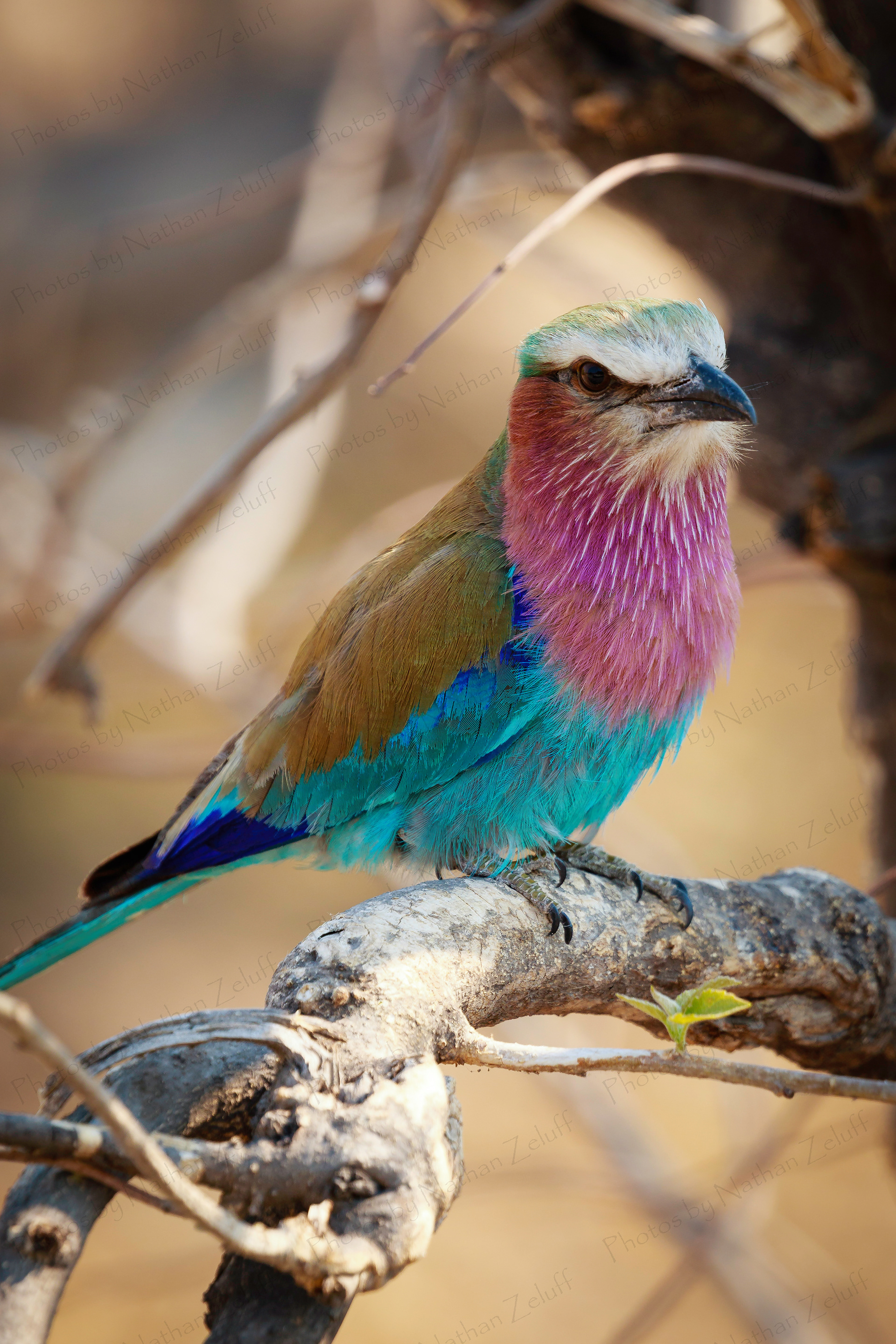 Nine Colors (Chobe NP, Botswana)