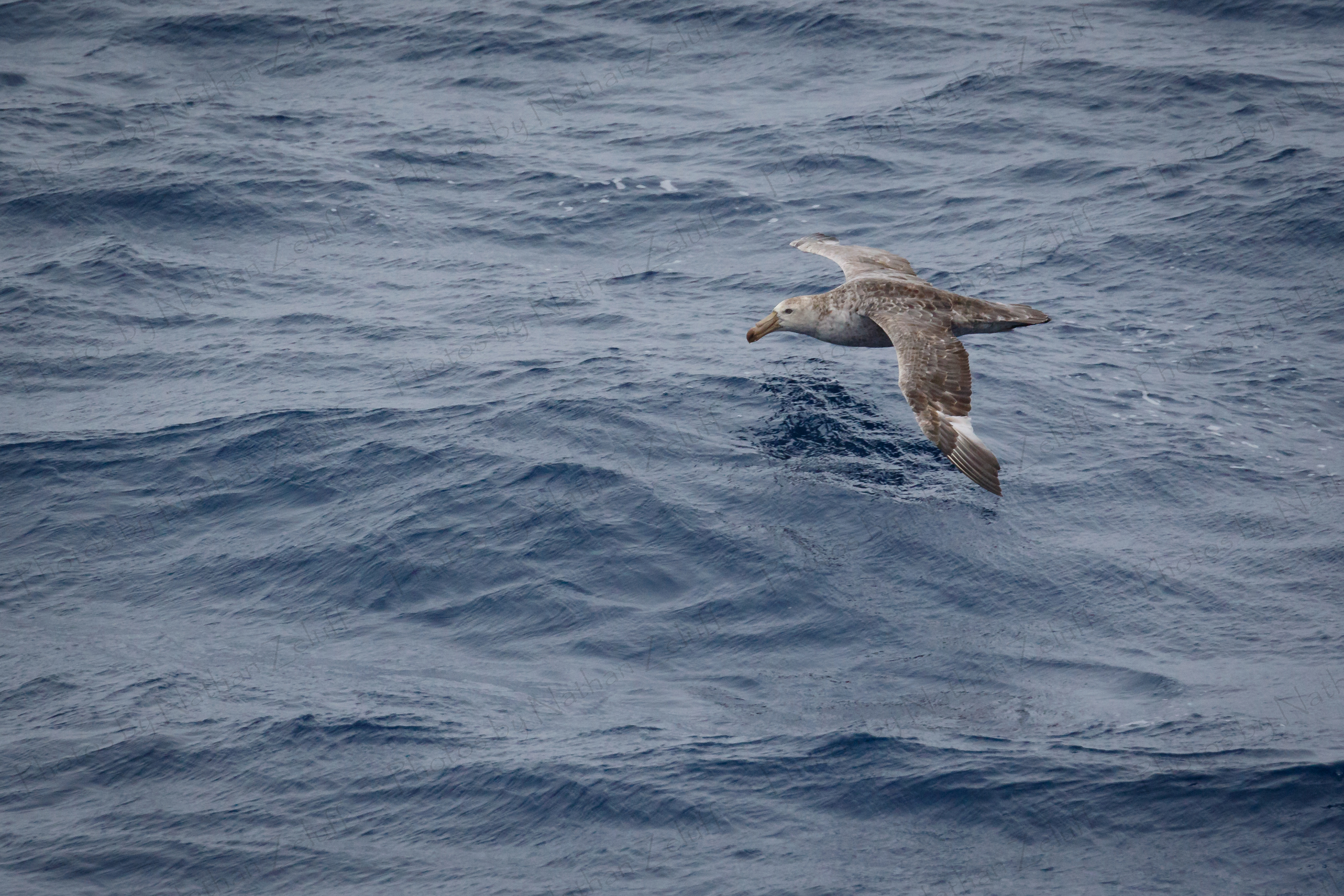 Petrel (Drake Passage)