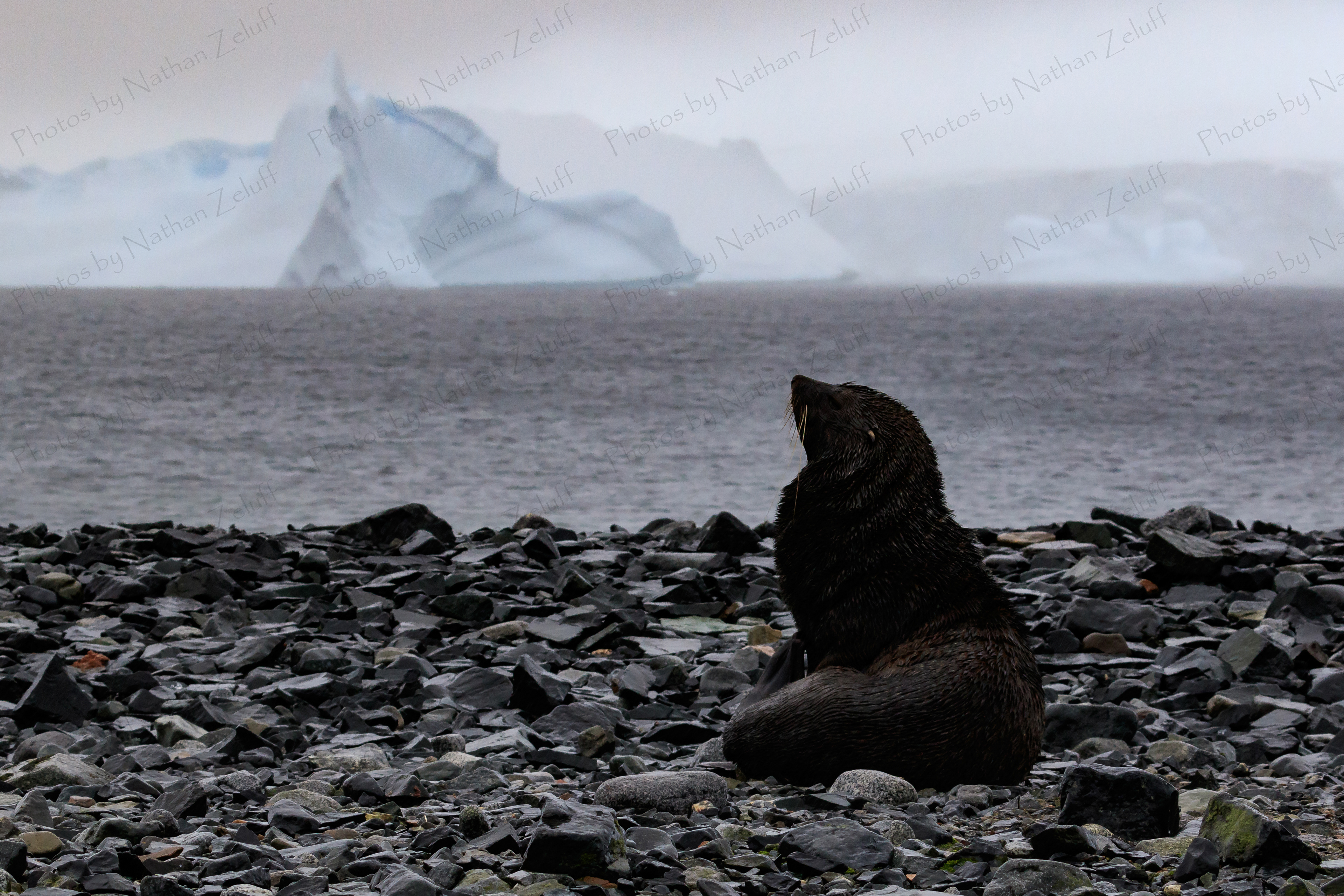 Fur Seal (South Shetland Islands, Antarctica)