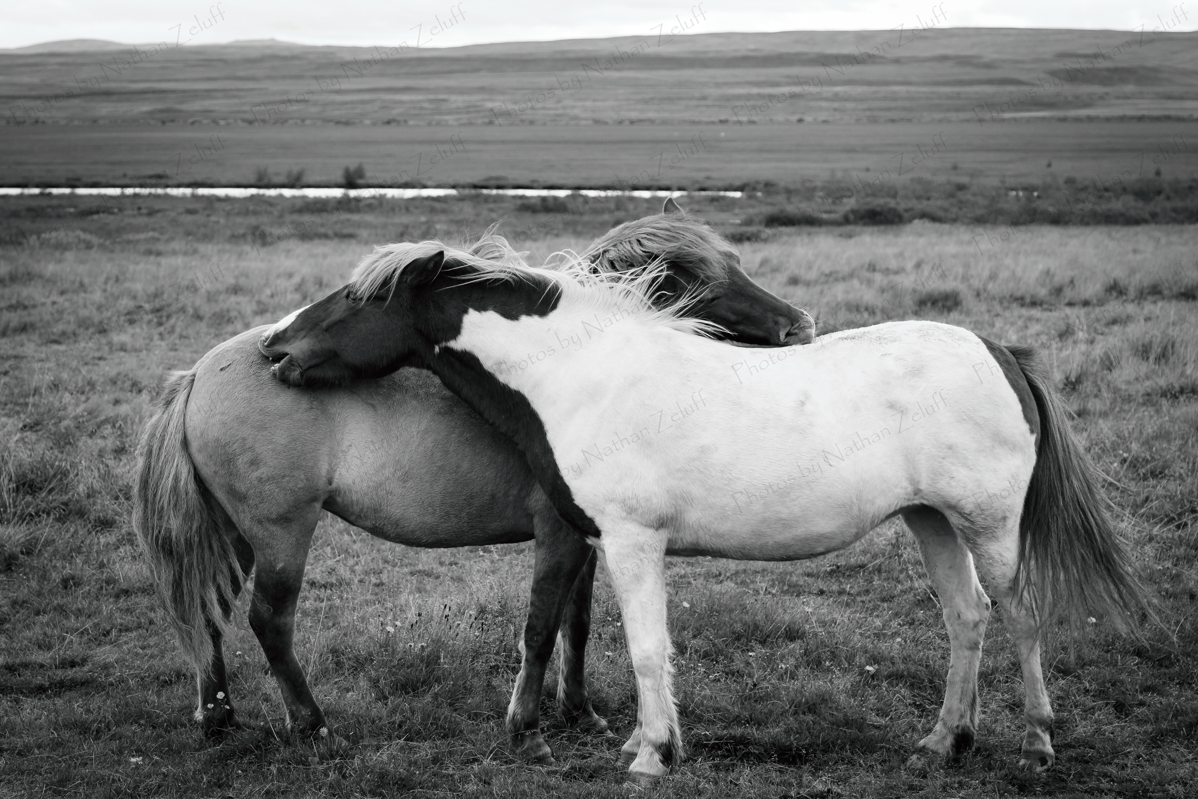 Affection (Iceland)