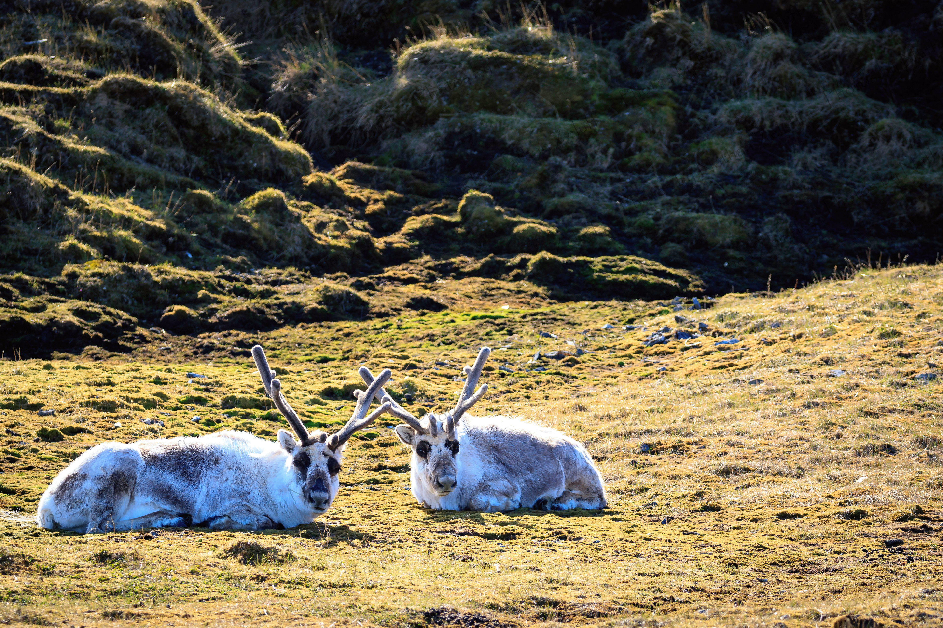 Resting Reindeer (Spitsbergen, Arctic)