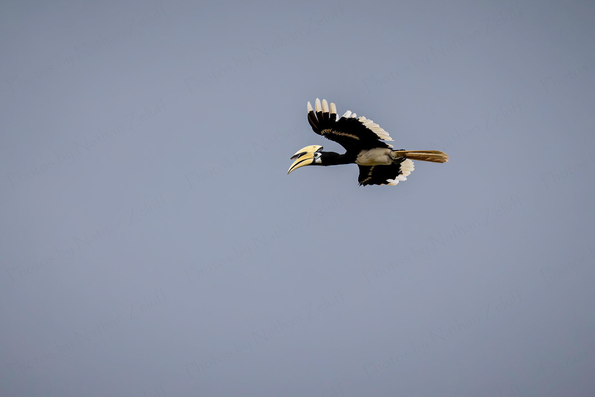 Oriental Pied Hornbill (Kinabatangan River, Malaysia)