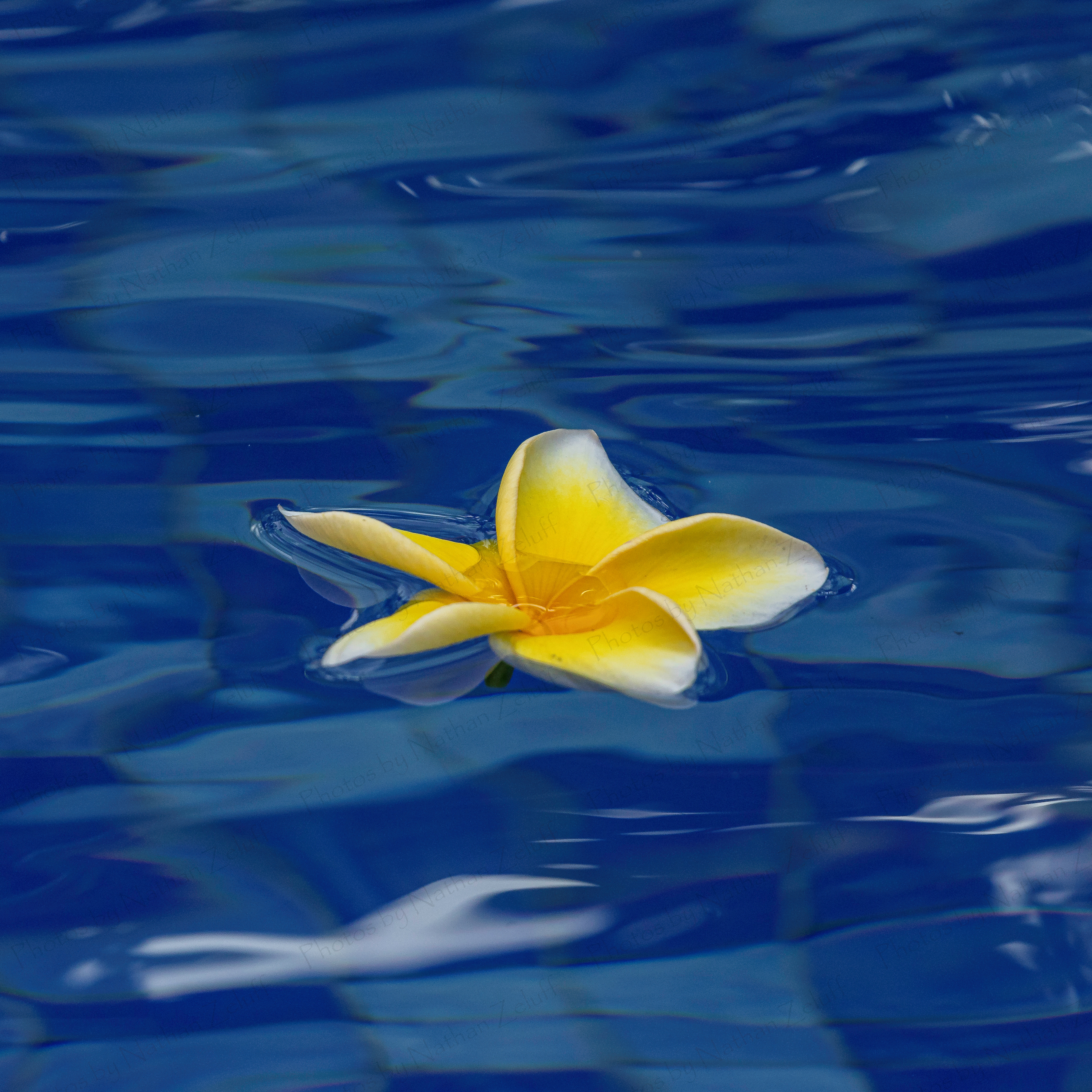 Water Plumeria (Solo, Indonesia)