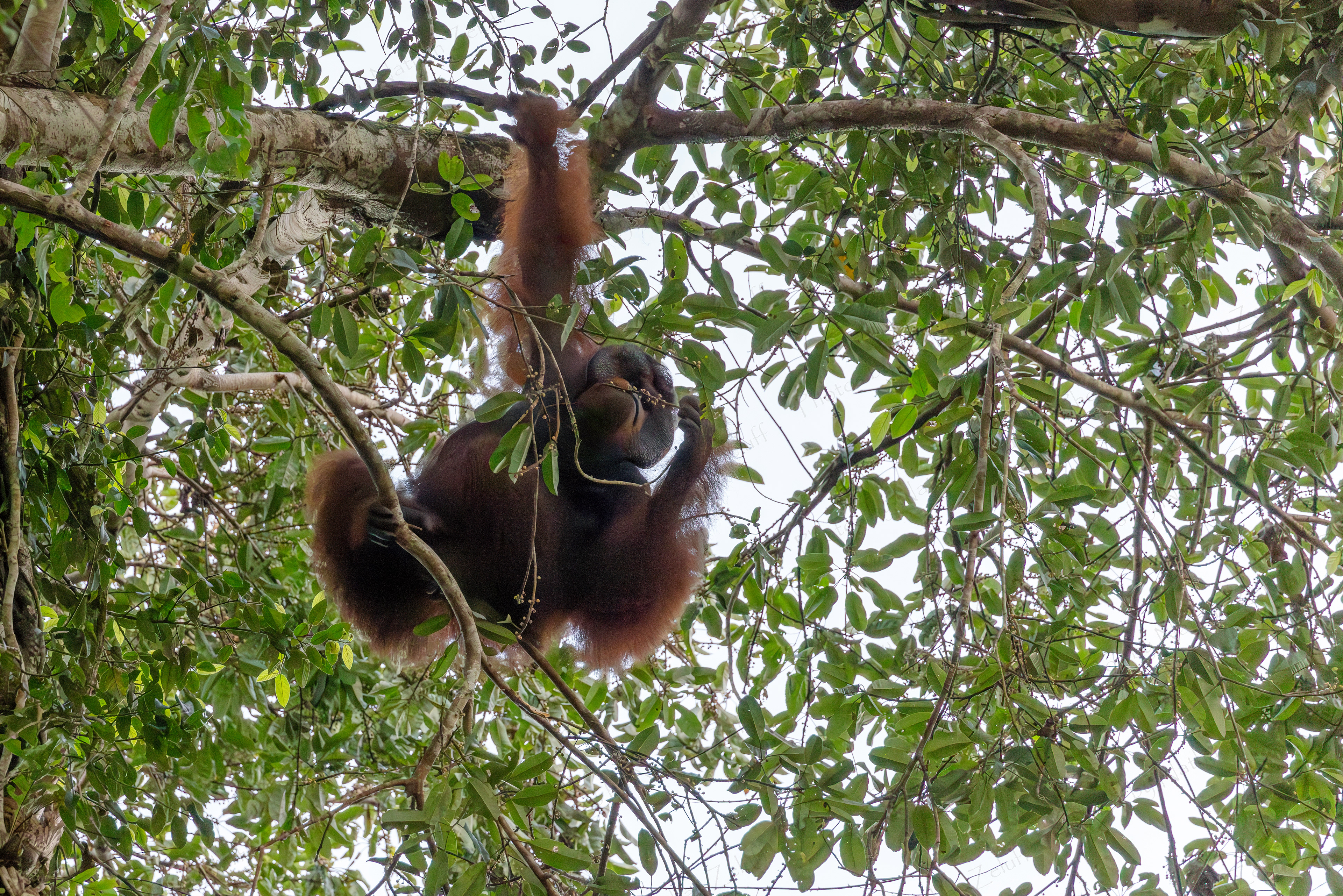 Feasting in the Jungle Canopy (Sabah, Malaysia)