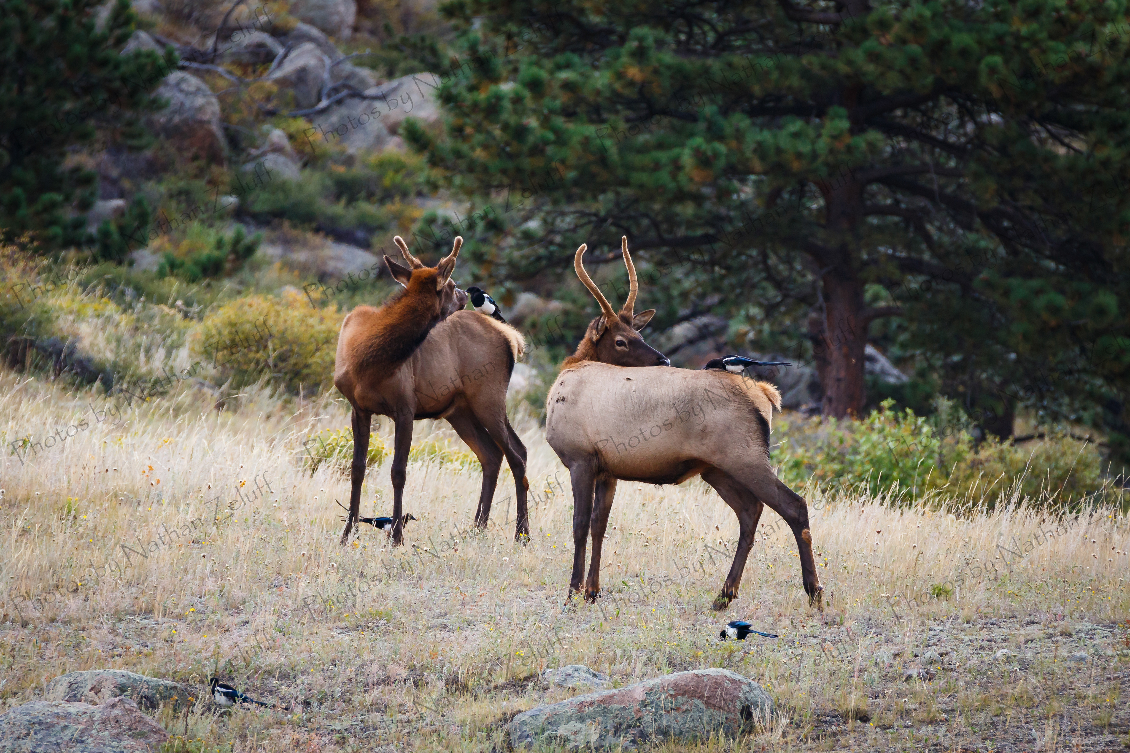 Youthful Curiosity (Rocky Mountain NP, Colorado)