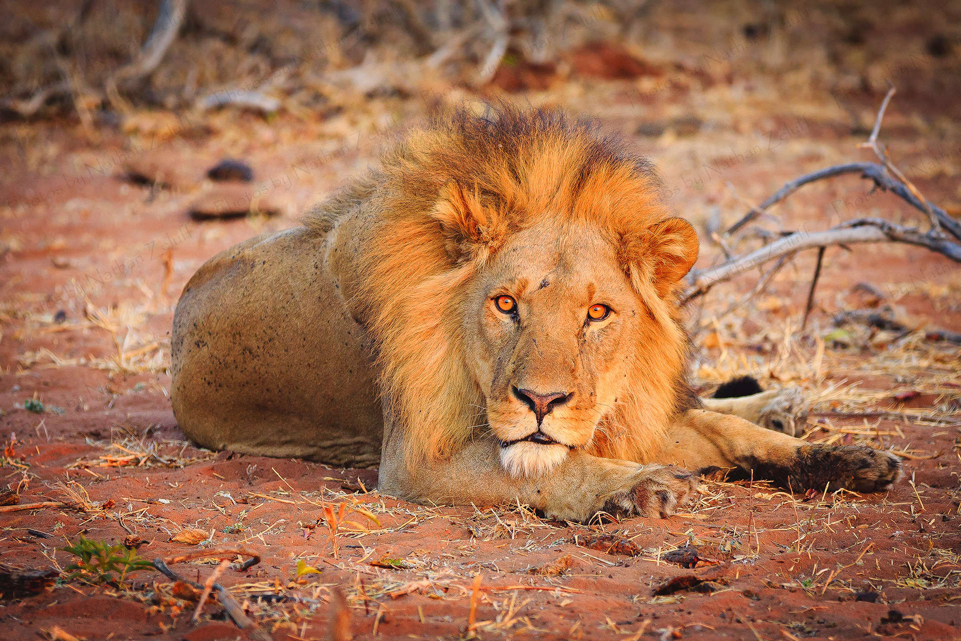 Stare Down (Chobe NP, Botswana)