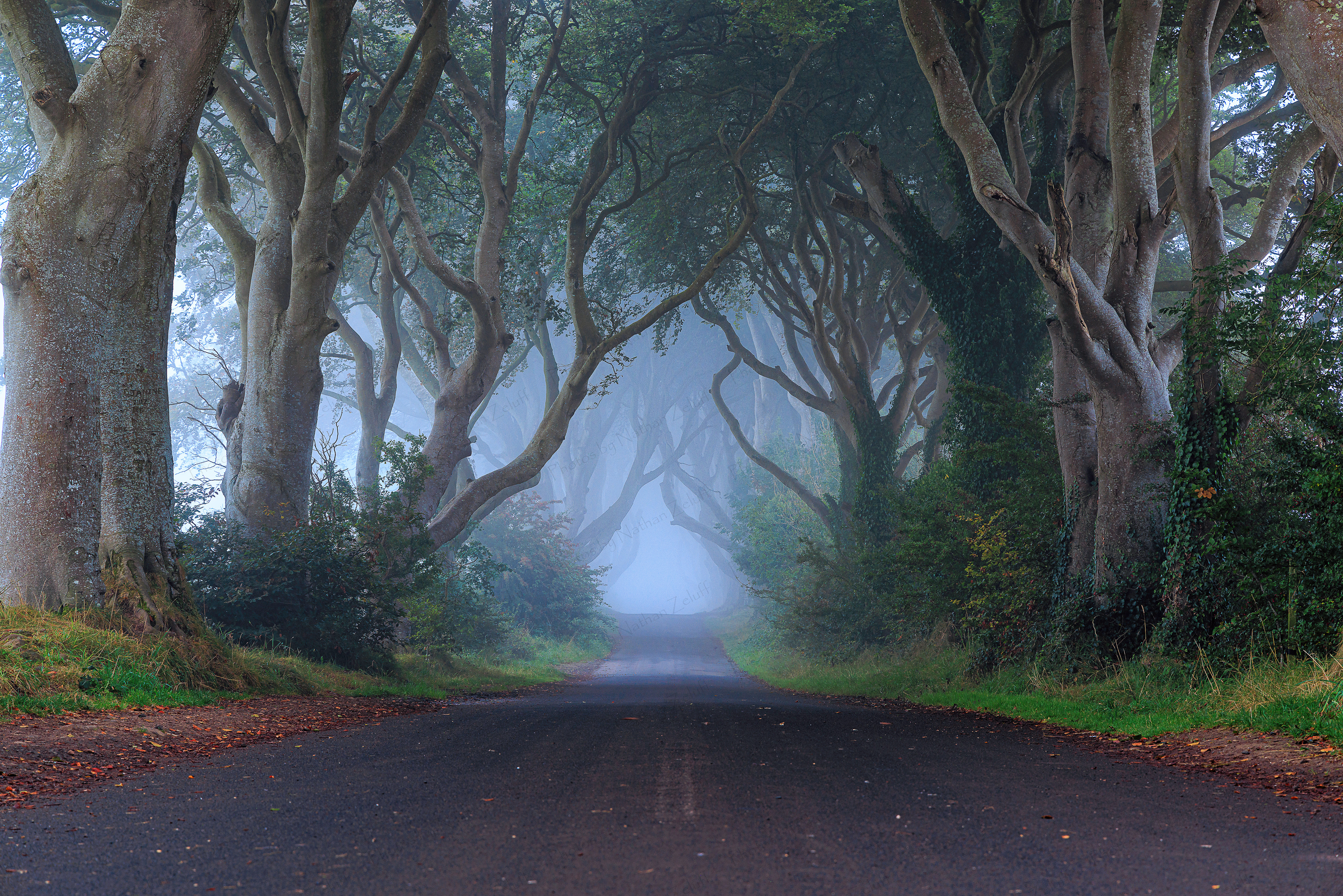 The Dark Hedges (Northern Ireland, UK)
