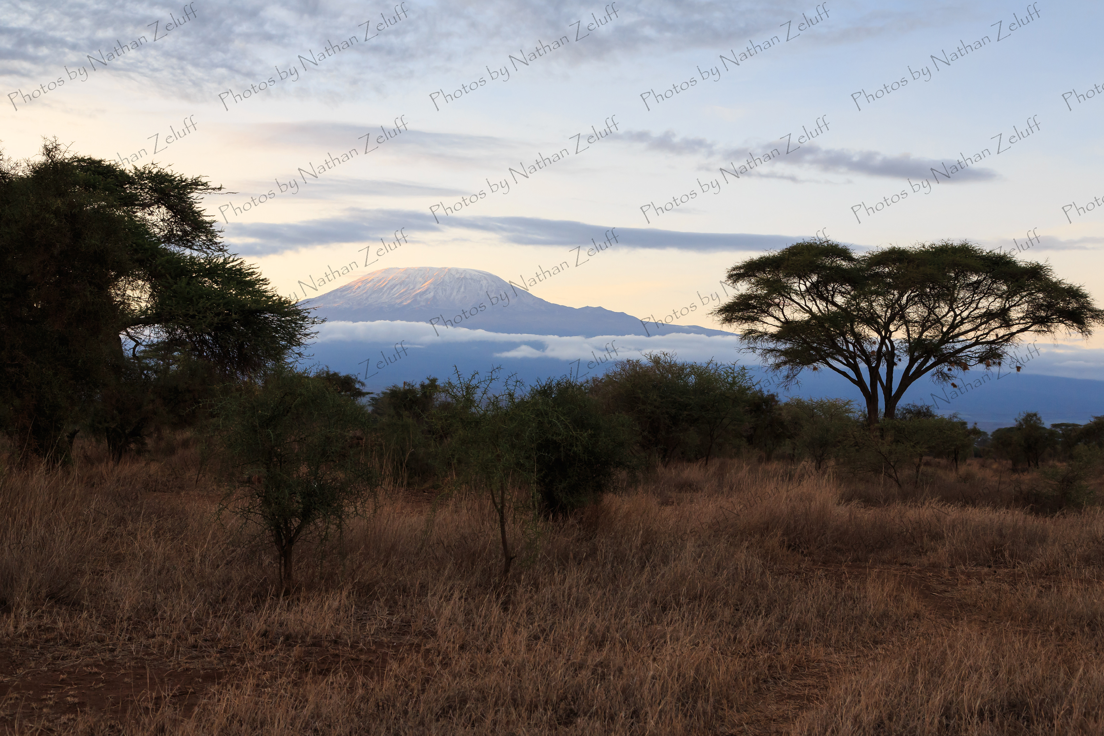 Kili (Amboseli NP, Kenya)
